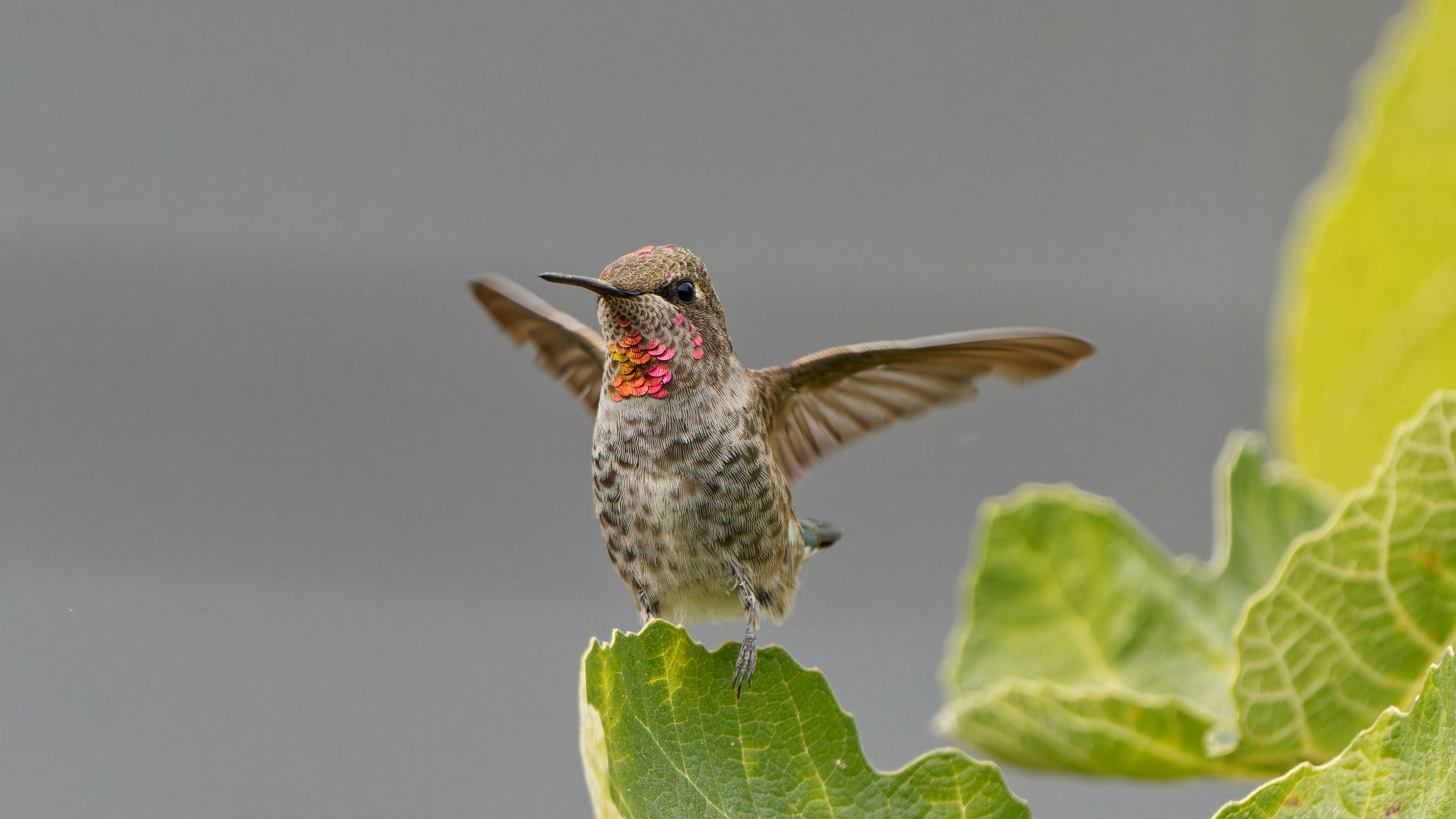 Hummingbird with wings spread on a leaf