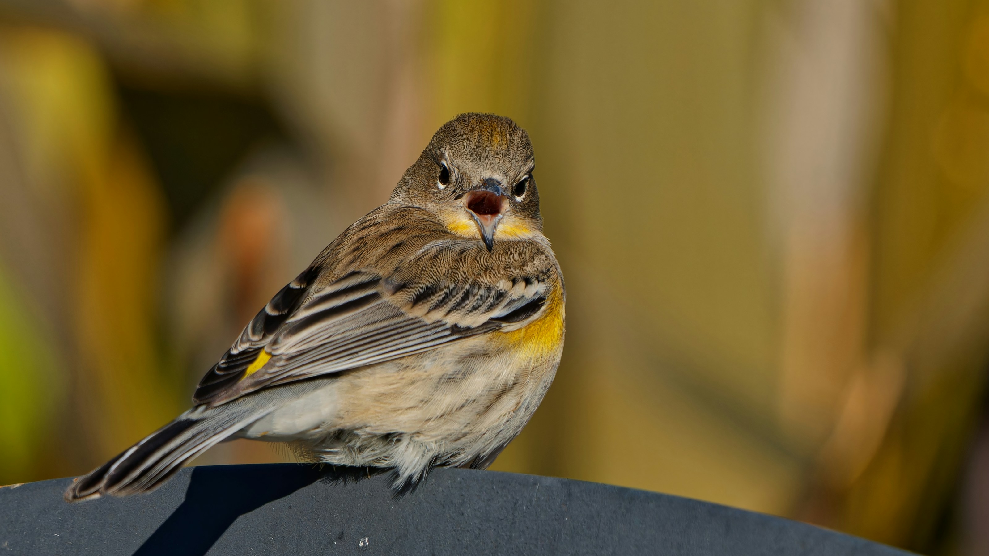 Photo by patrickbigelow_zoom_in