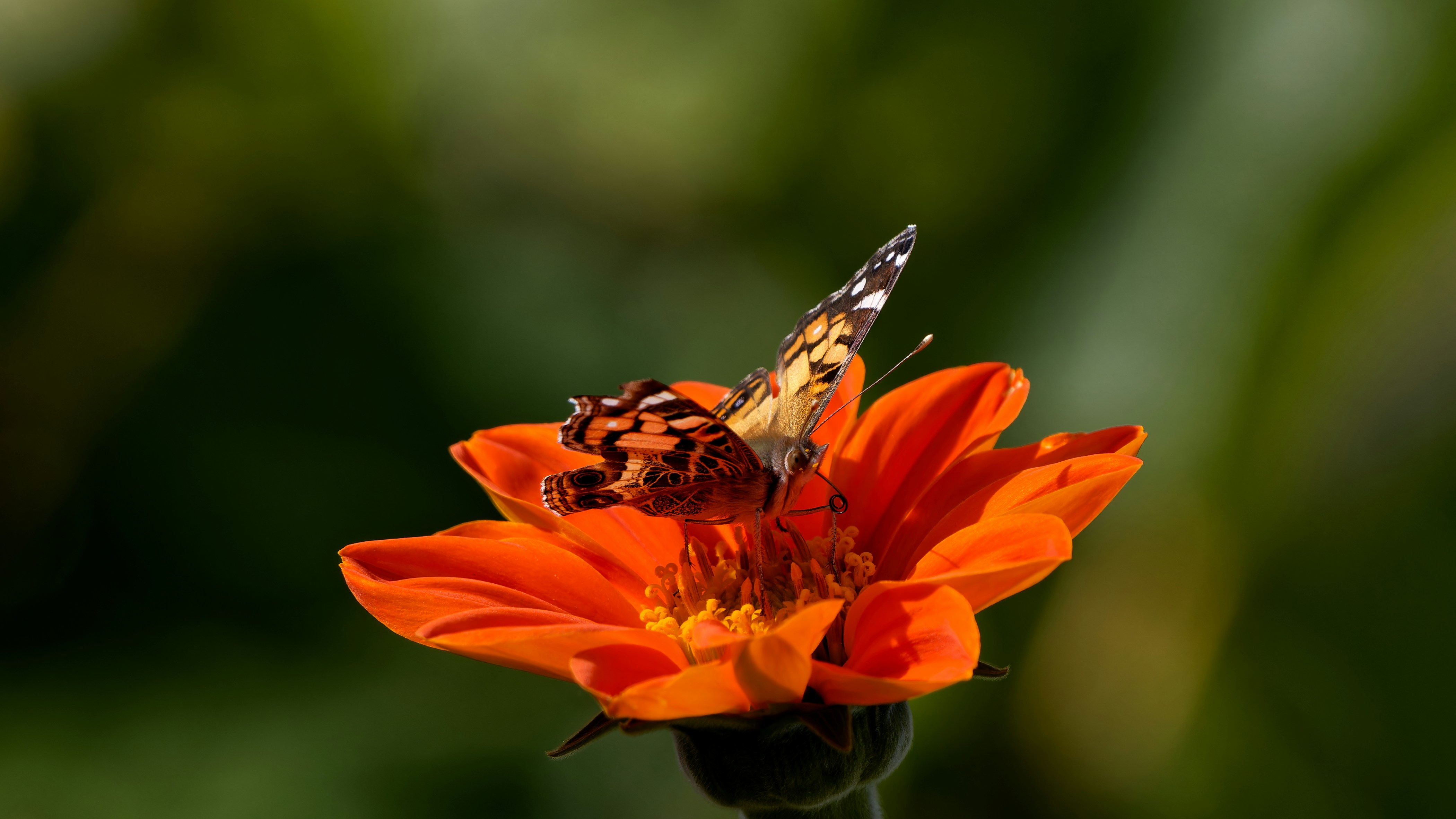 Photo by patrickbigelow_zoom_in