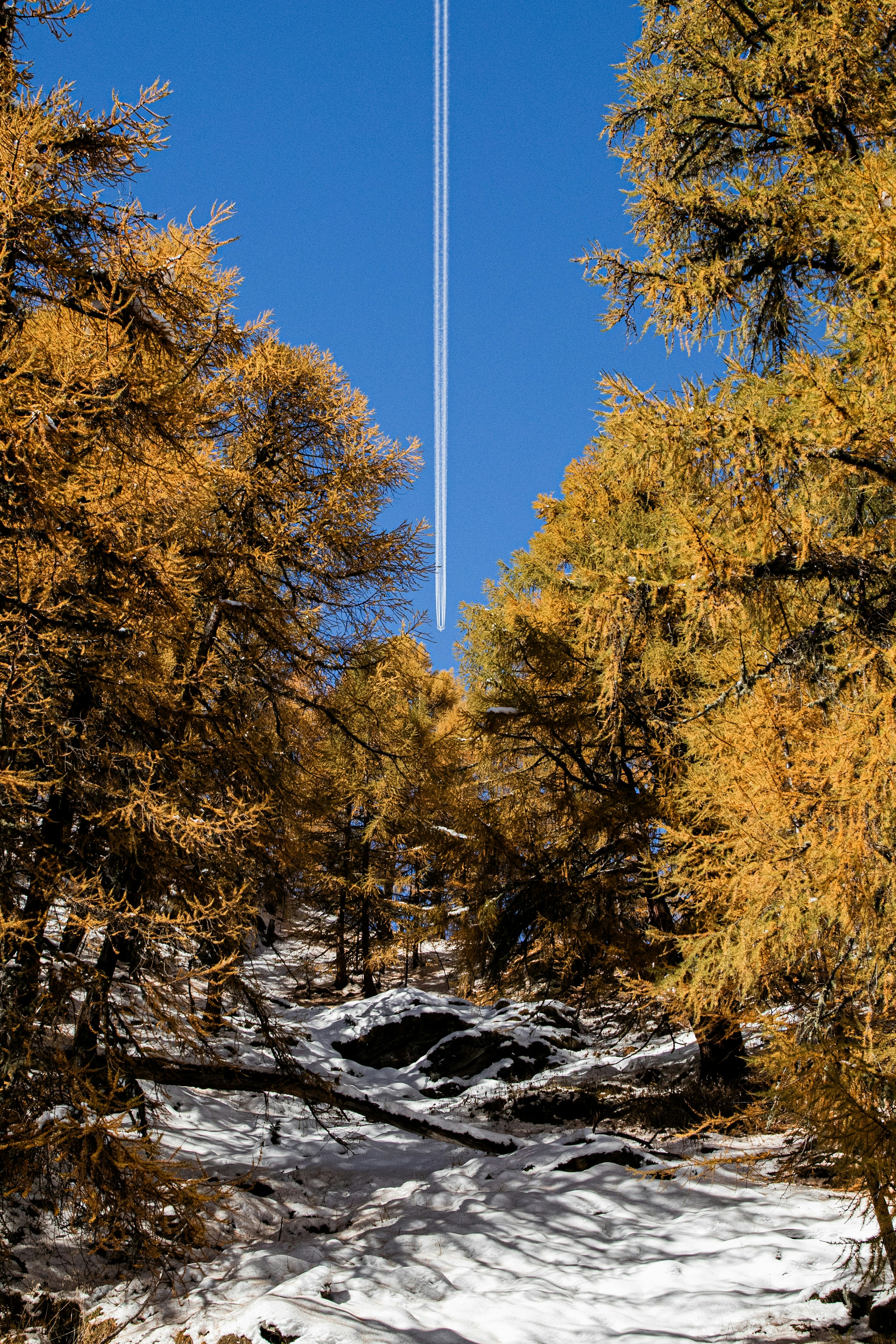 Golden trees line a snowy mountain path under blue sky.