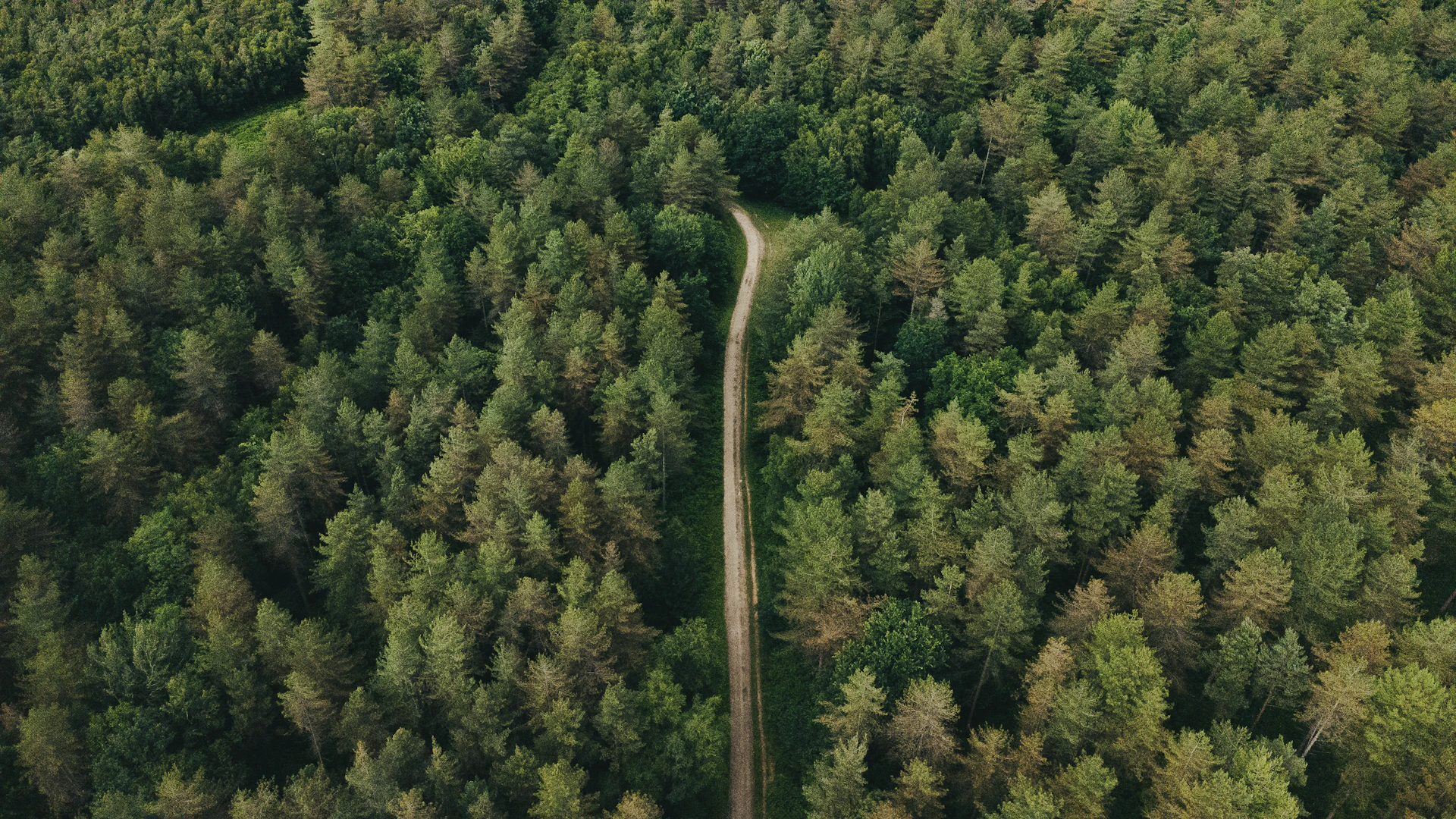 A path winds through a dense green forest