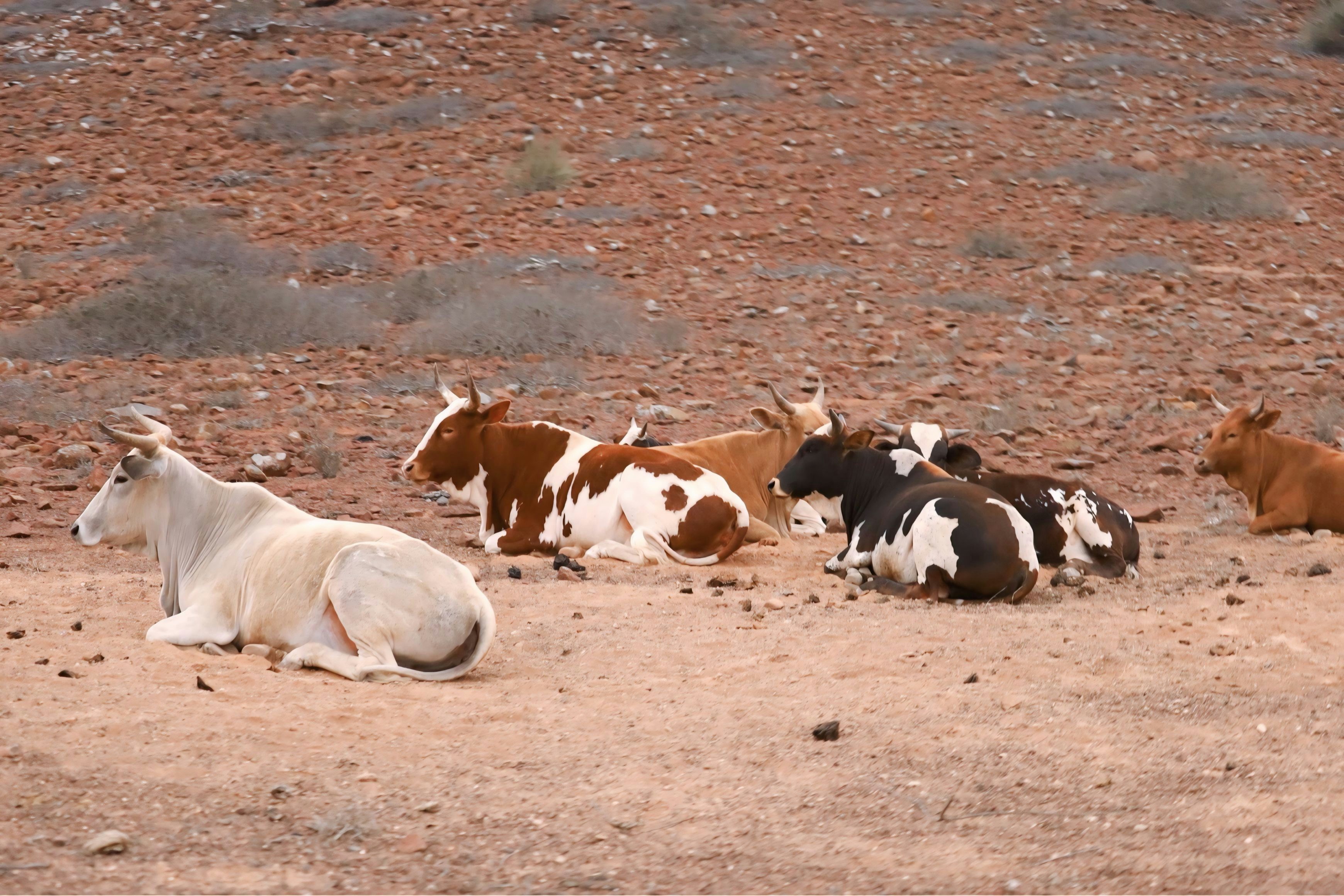 Cows resting in a dry, rocky landscape.