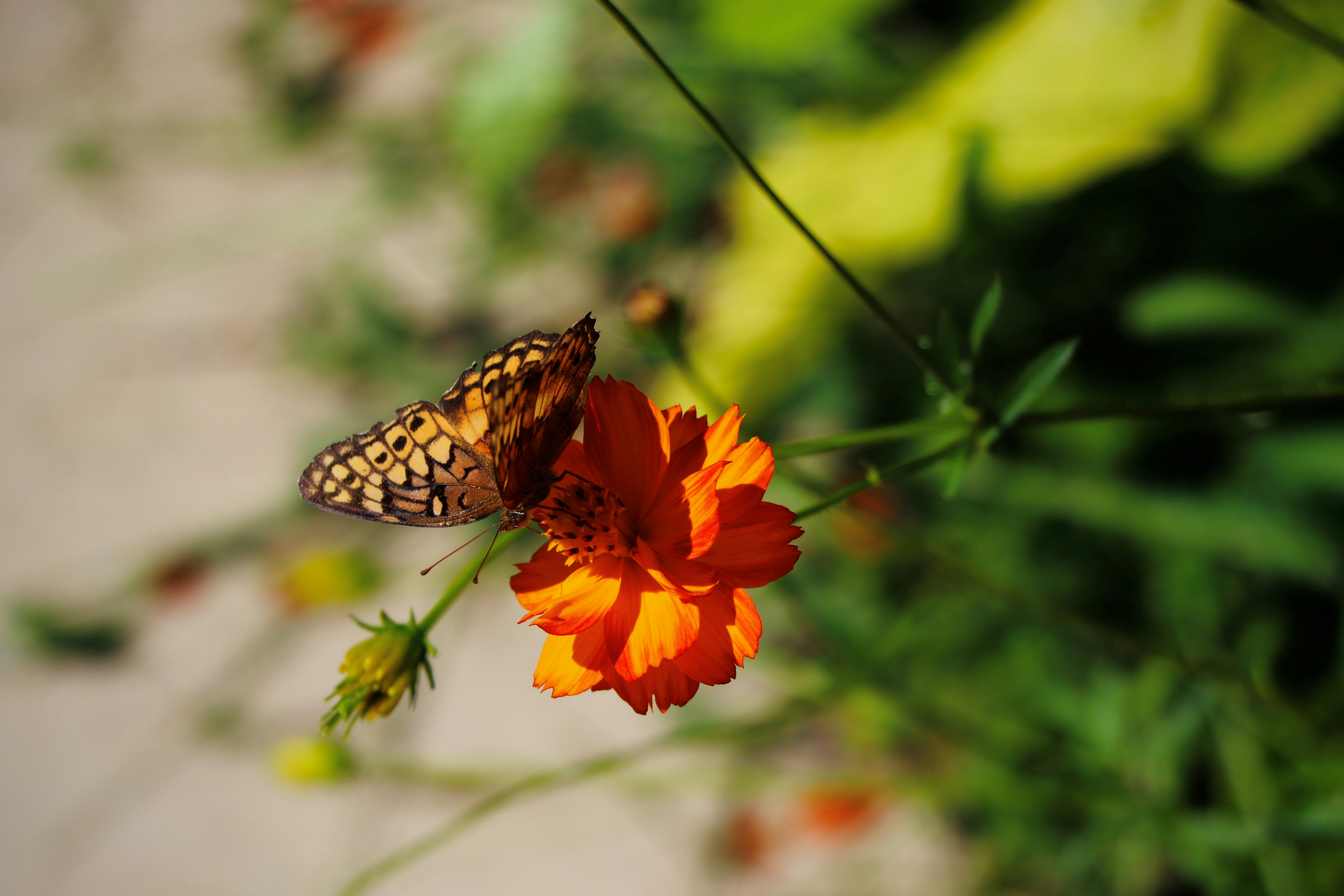 Photo by camckinney