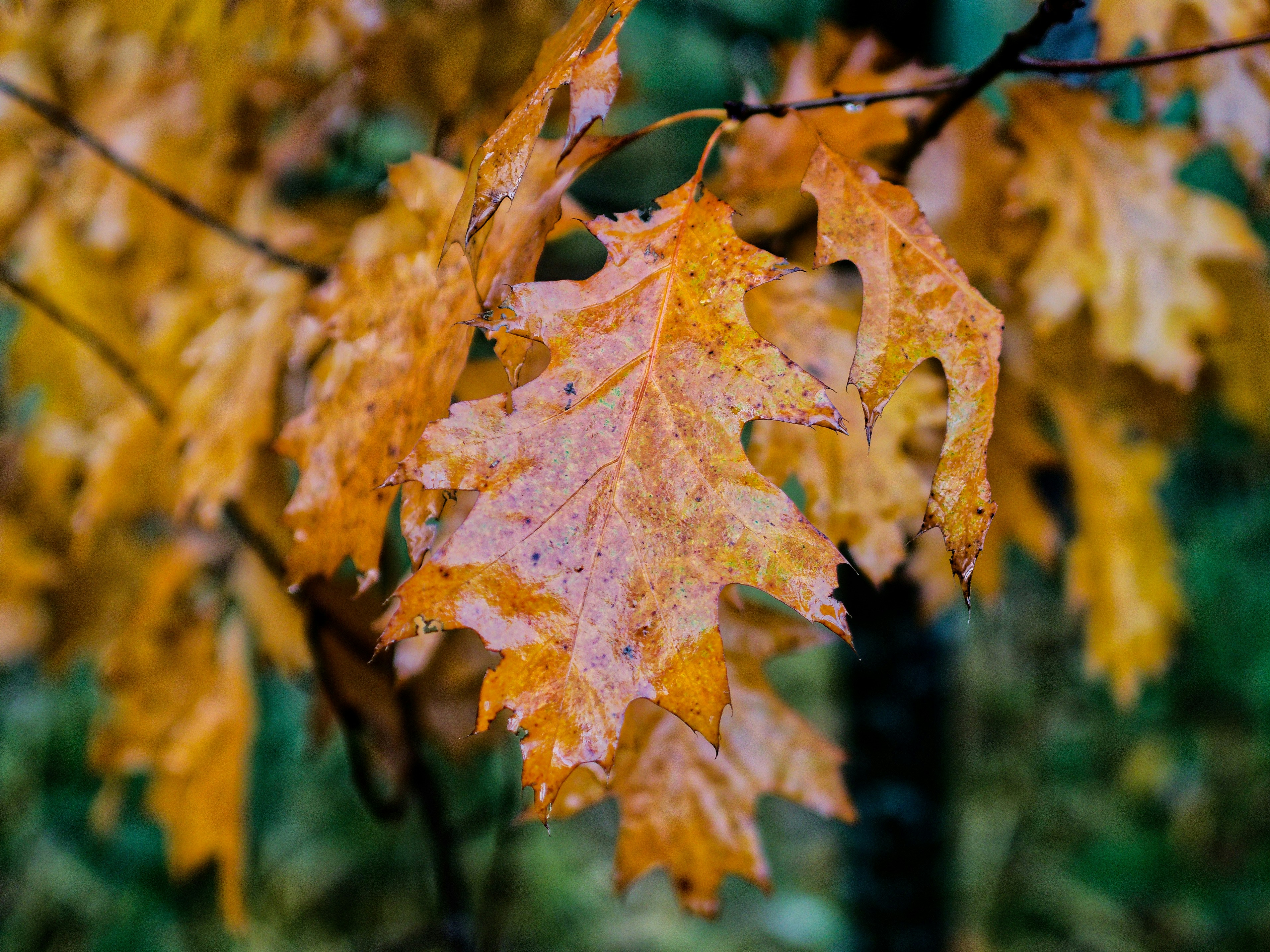 Photo by schneiderhenry