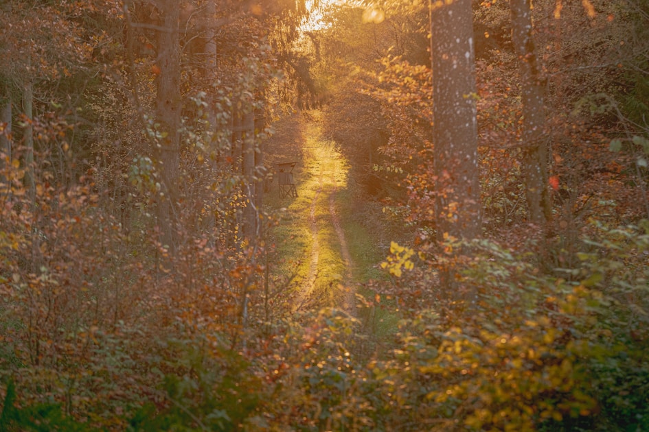 Hunting headlamp with red and white light modes