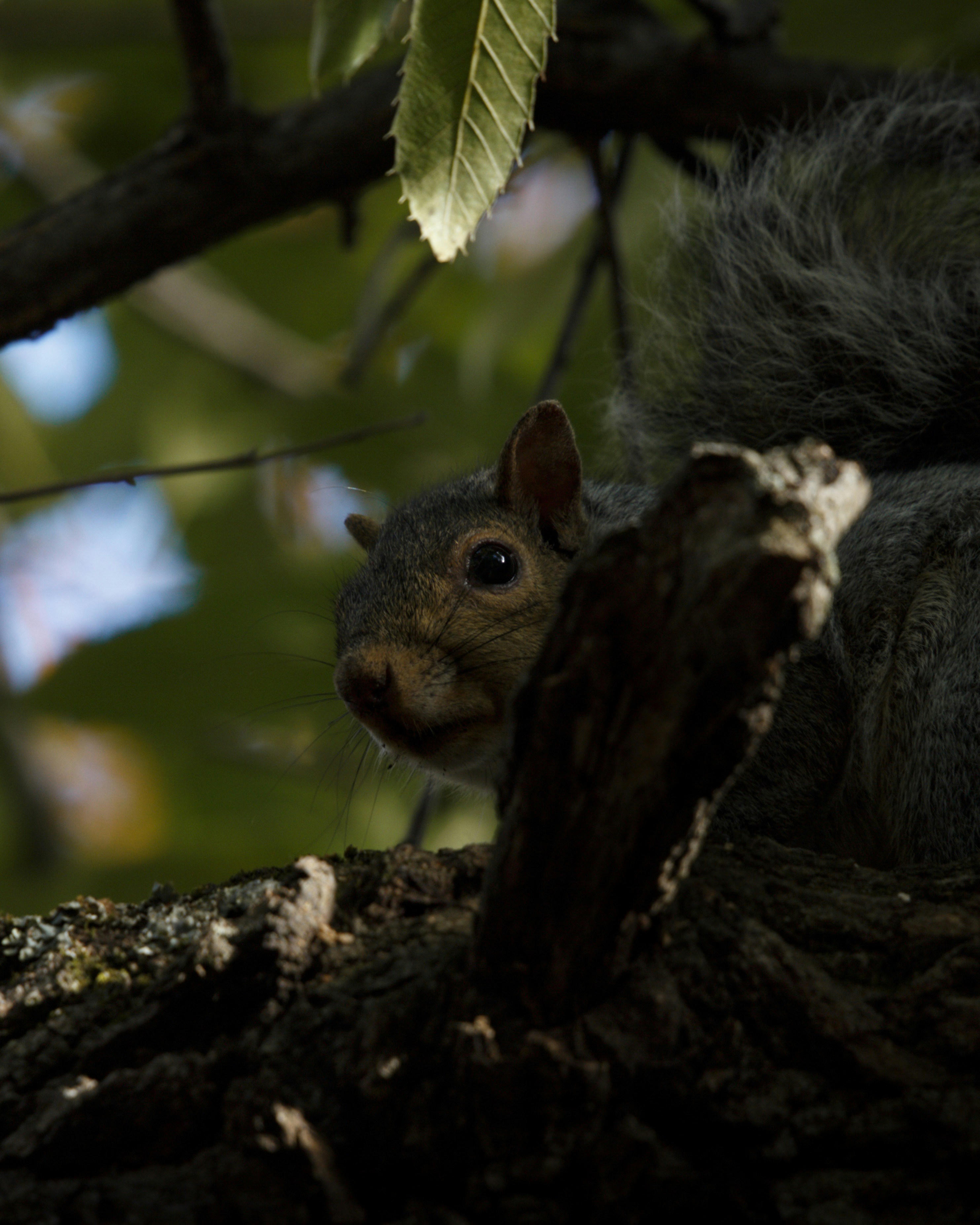 A squirrel peeks from behind tree branches.