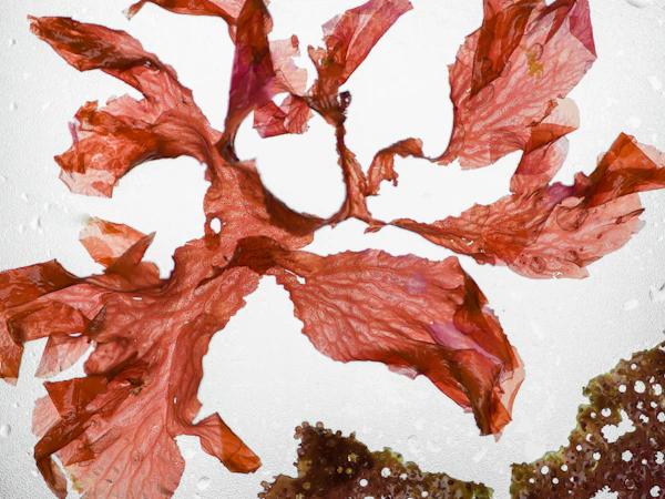 Astaxanthin
