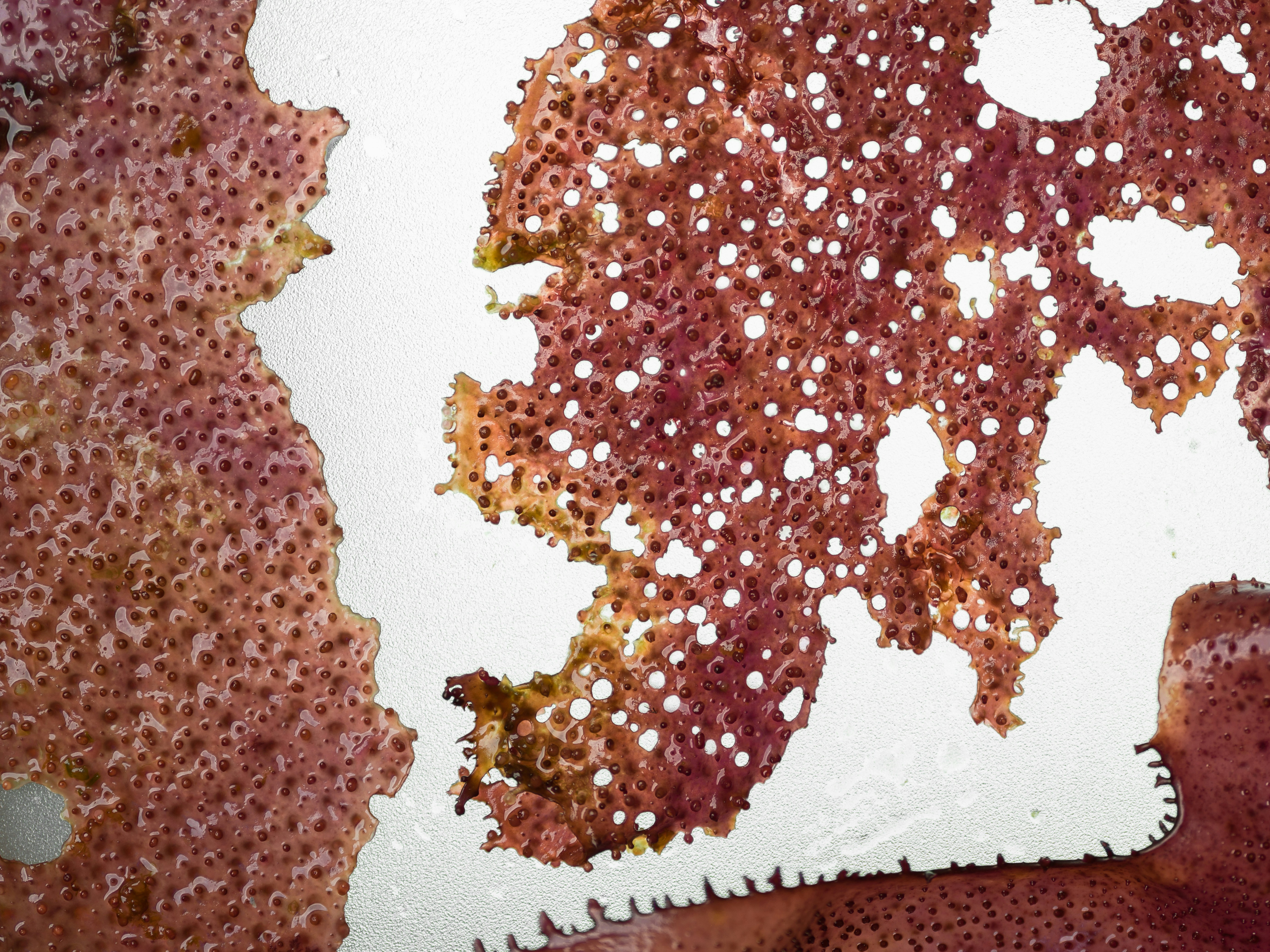 Seaweed for Gut Health: The Marine Prebiotic That's Changing My Practice