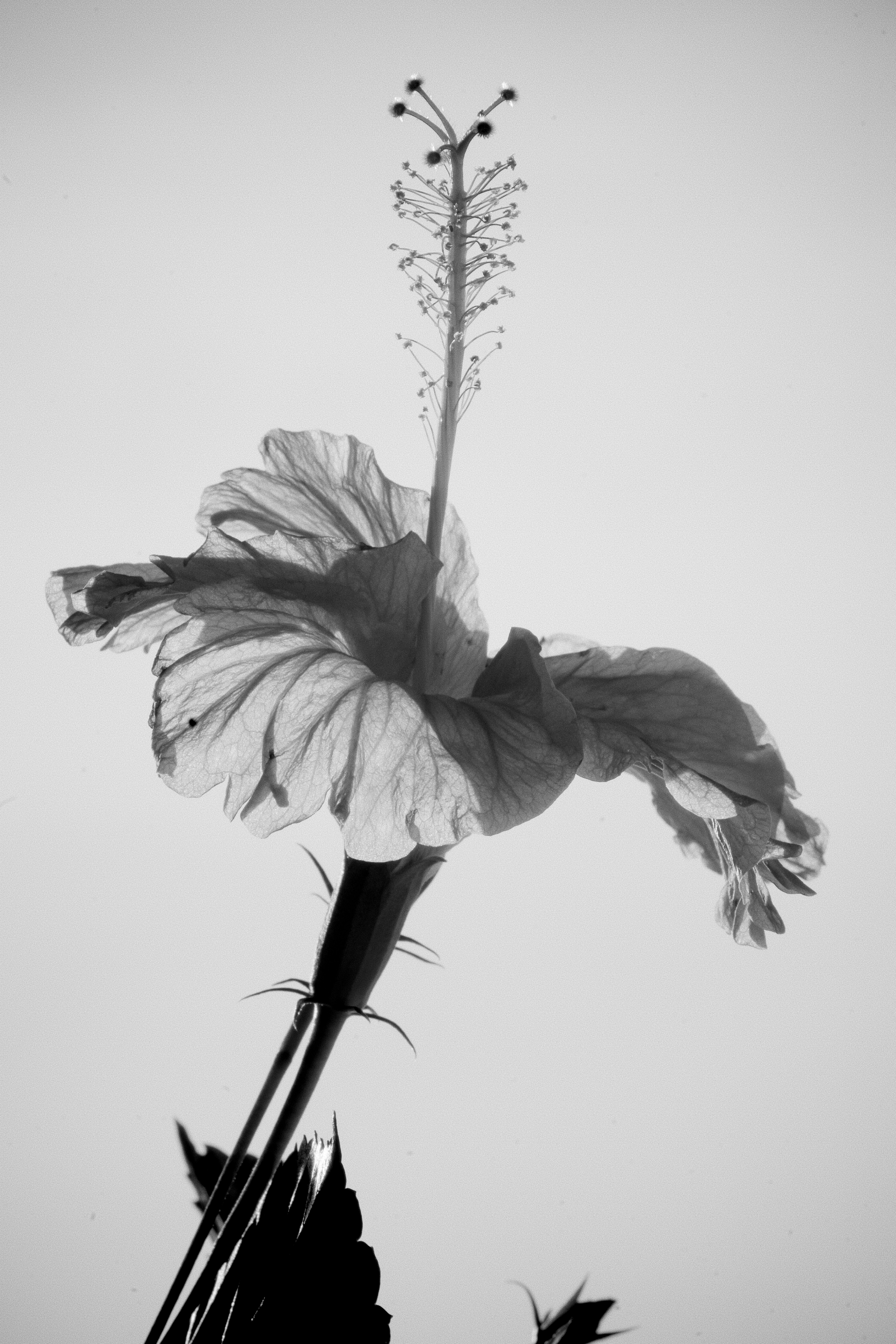 A backlit hibiscus flower against a bright sky