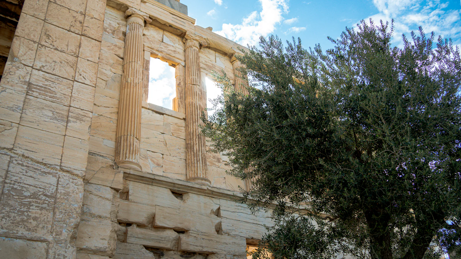 An olive tree standing among old stone ruins.