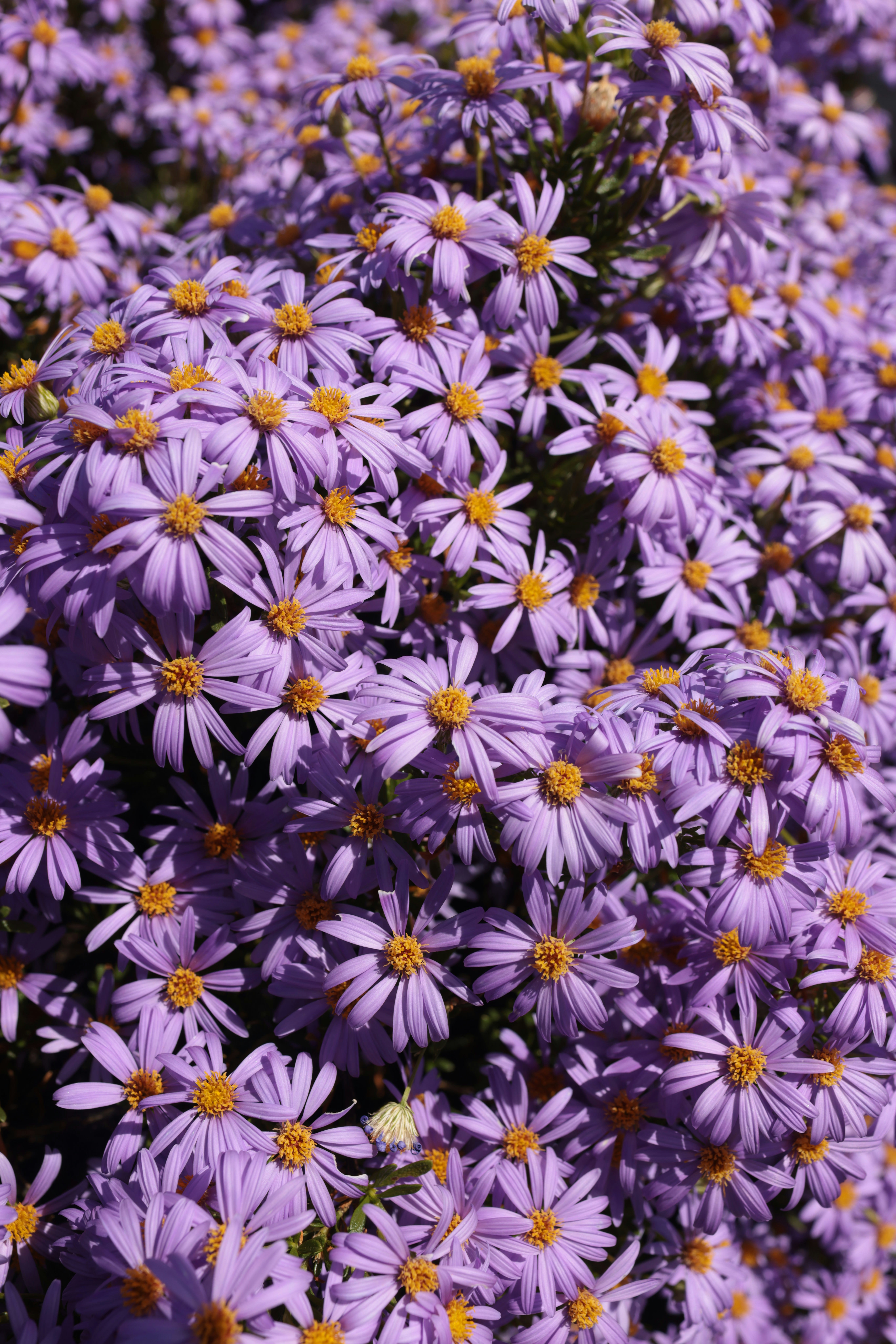 A dense cluster of small purple asters with yellow centers.