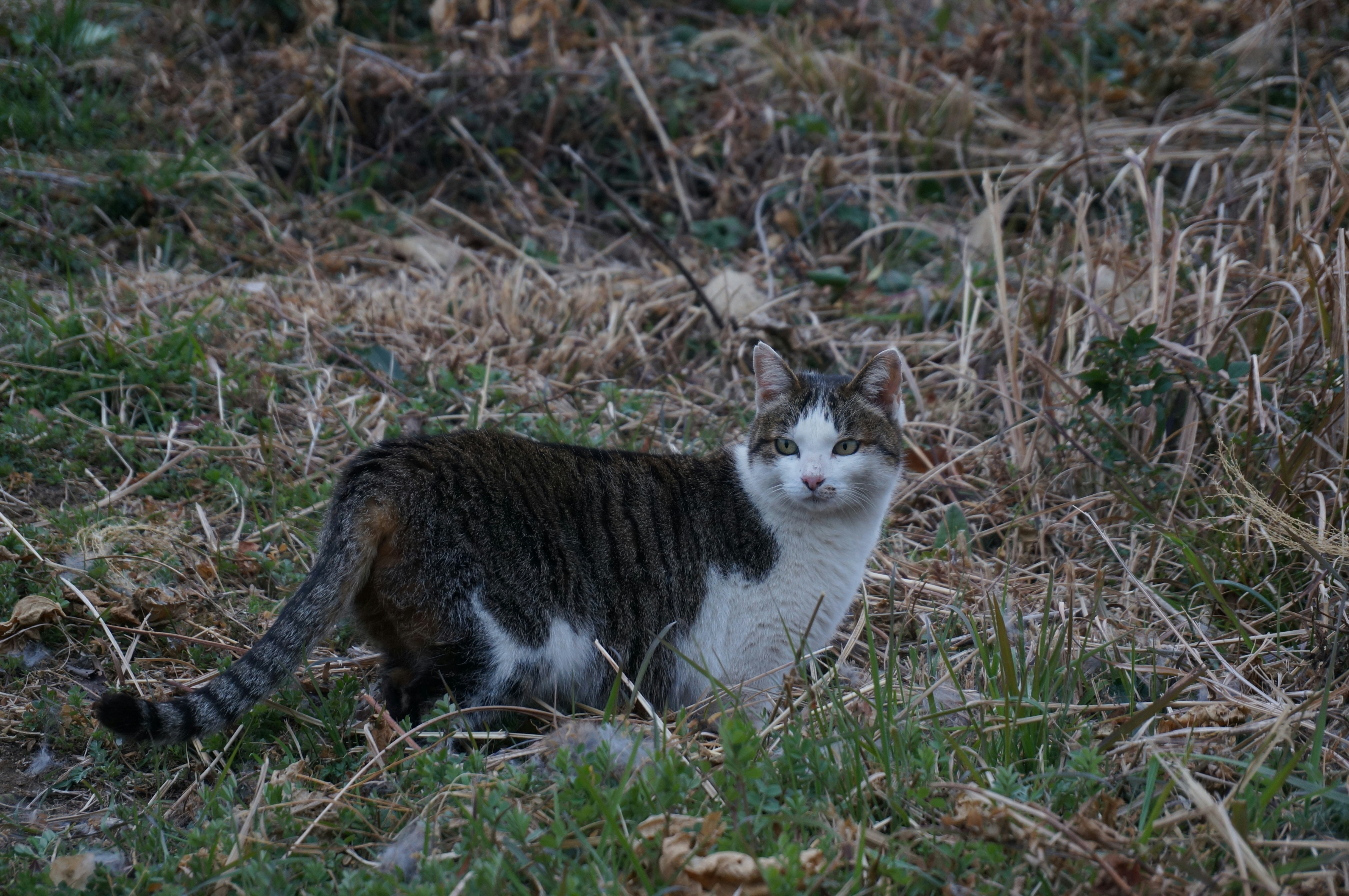 Photo by syahrul_azz