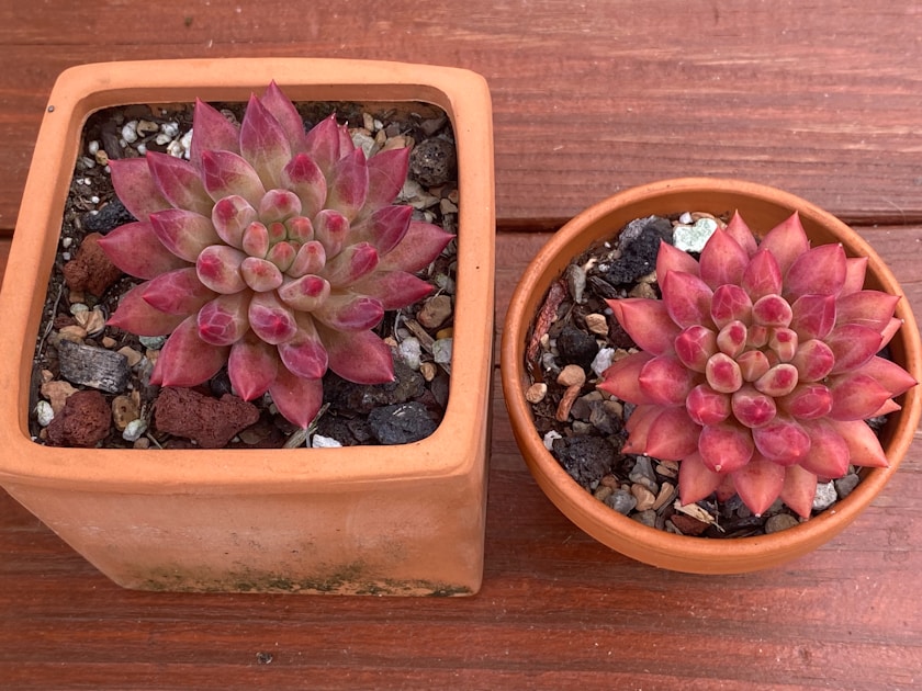 Terrarium selber bauen geschlossenes oekosystem im glas — helpful reference illustration