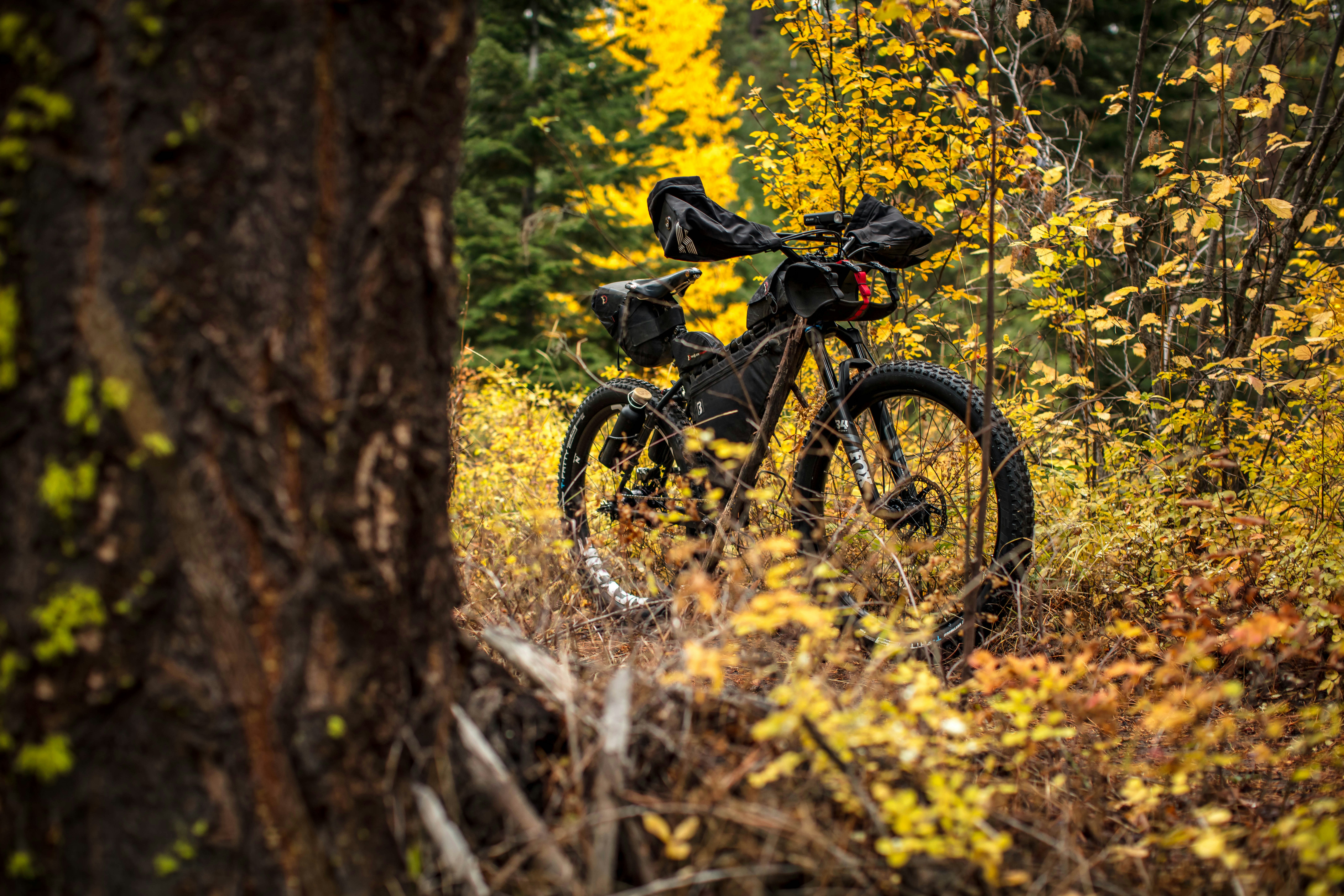 Bicycle parked amidst autumn foliage in forest.