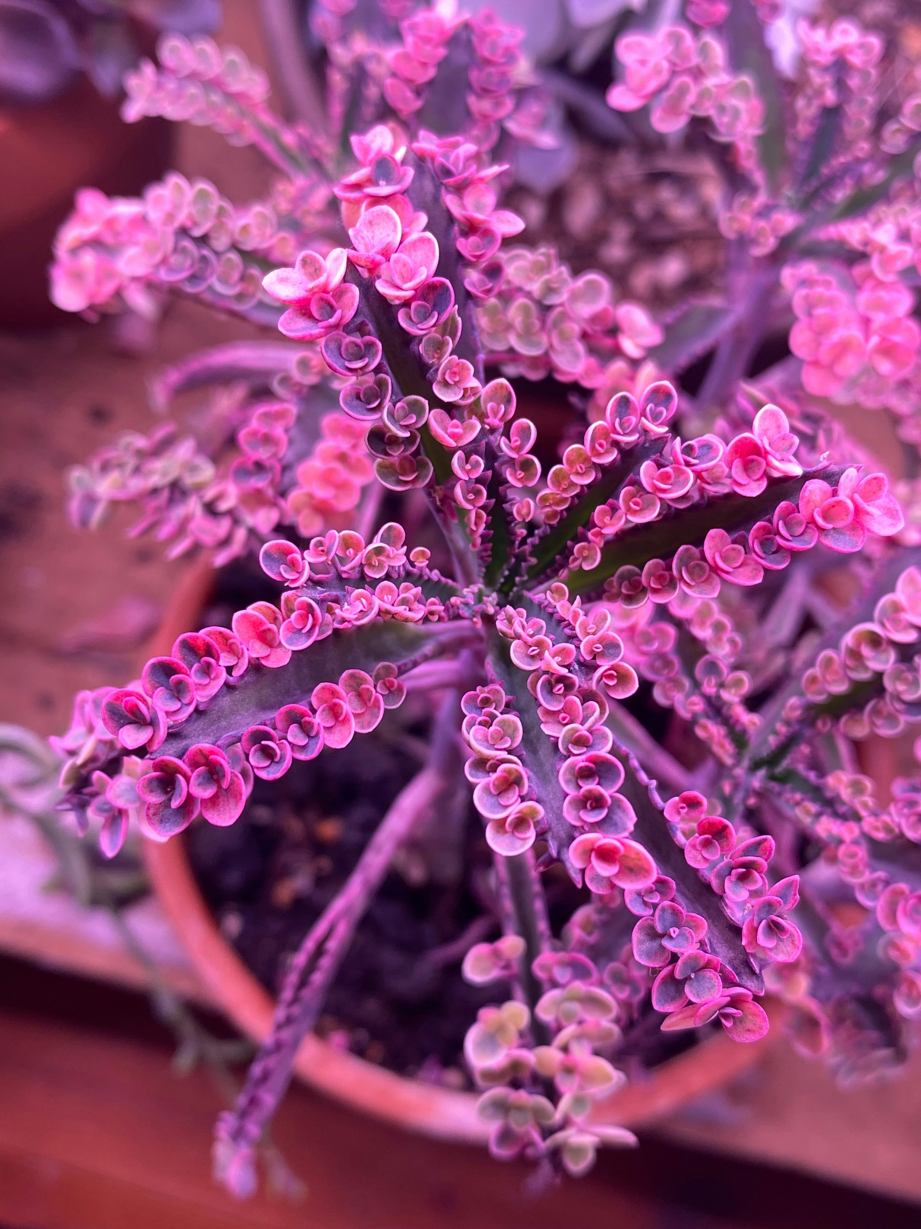 Potted succulent with pink and green leaves