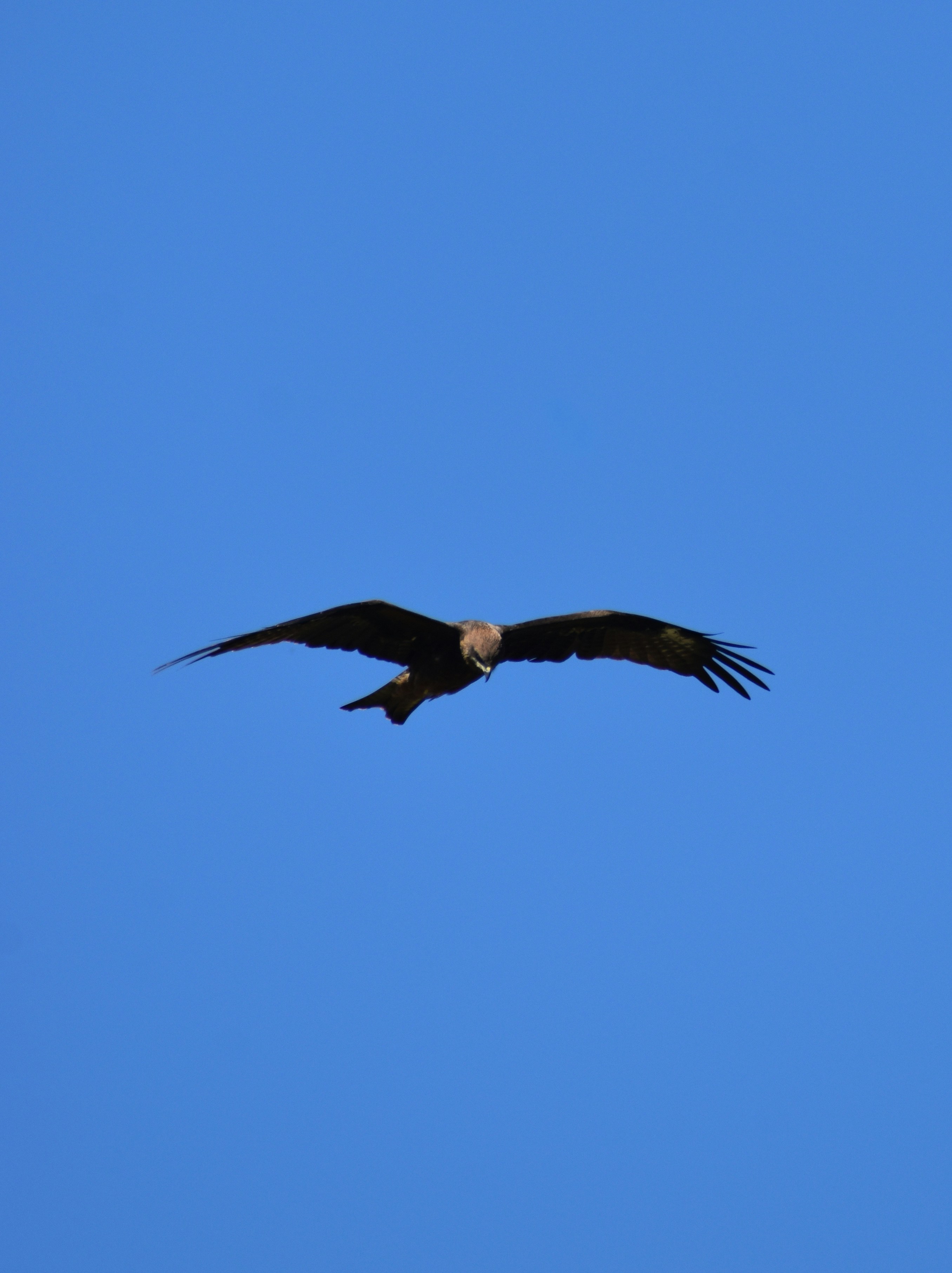 Photo by jitender402