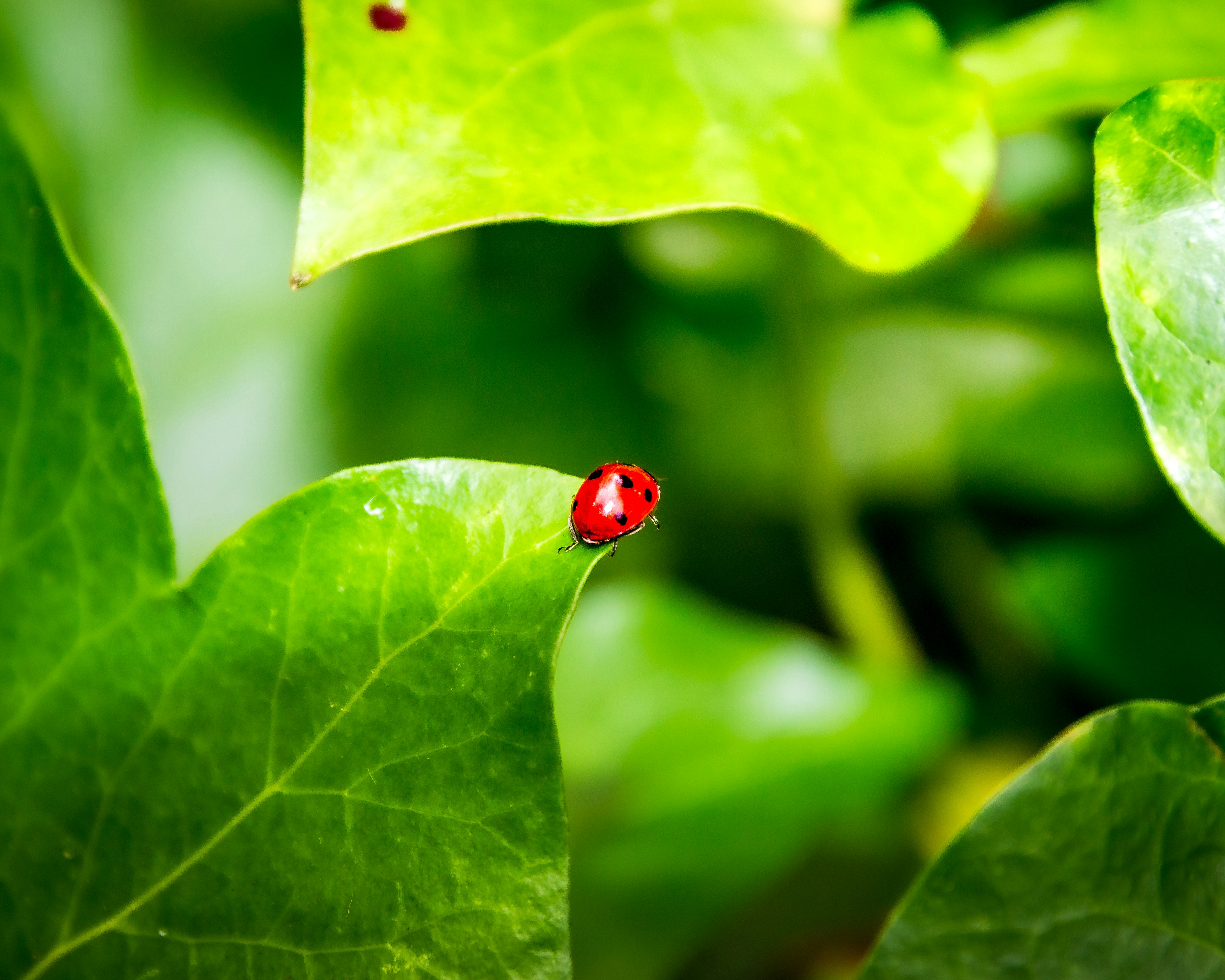 Les 'petits points rouges' de Webb révèlent des trous noirs