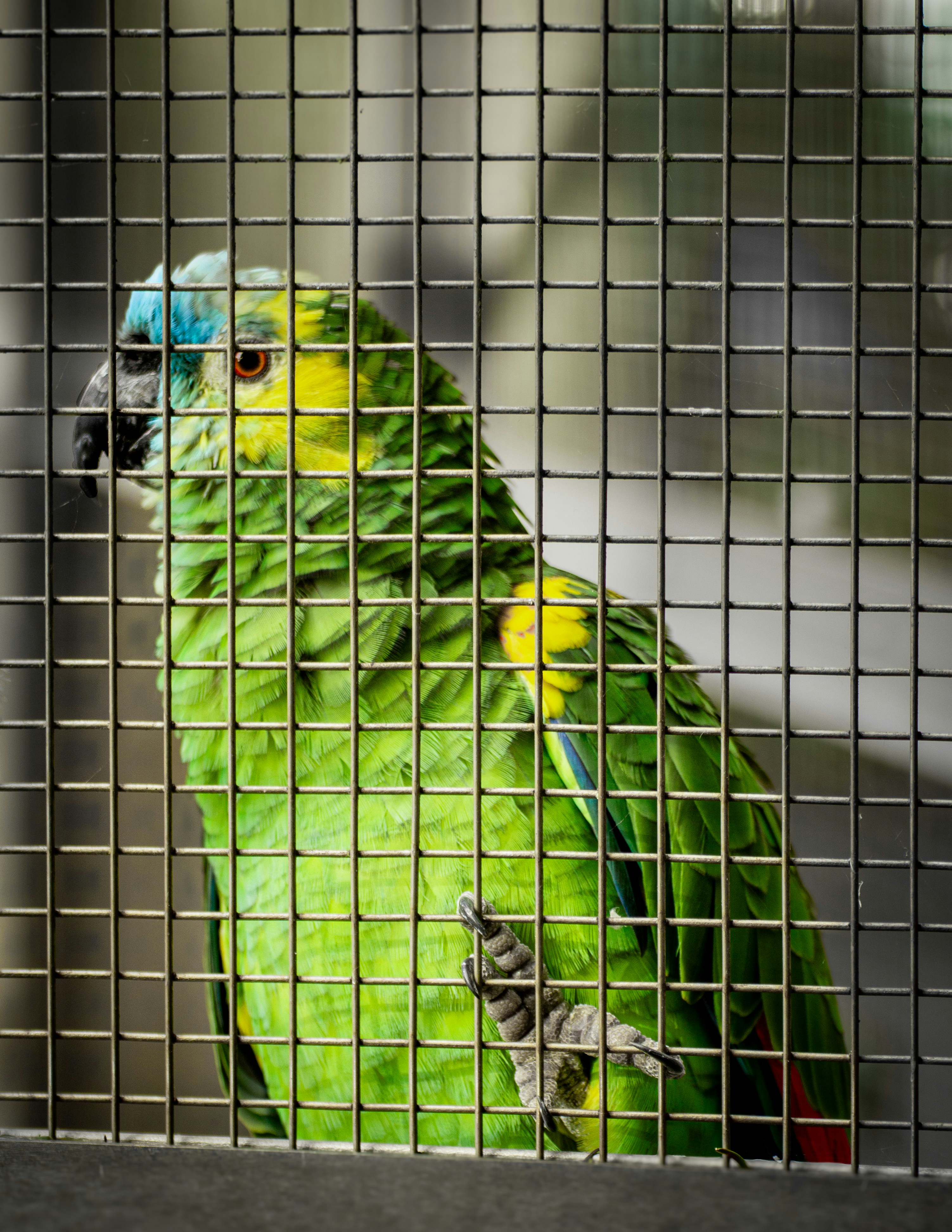 A green parrot with blue on its head behind bars