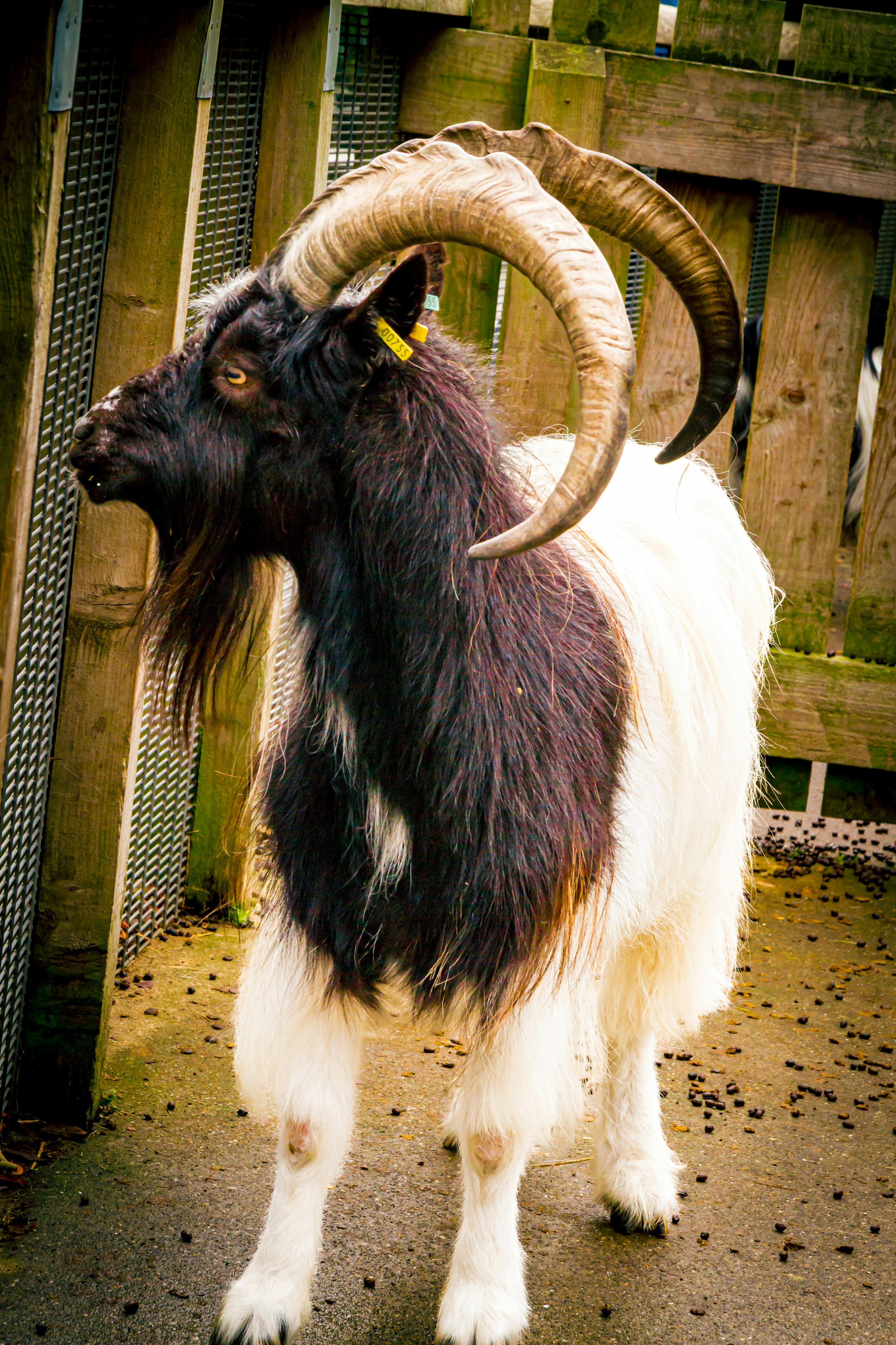 A black and white goat with large horns.