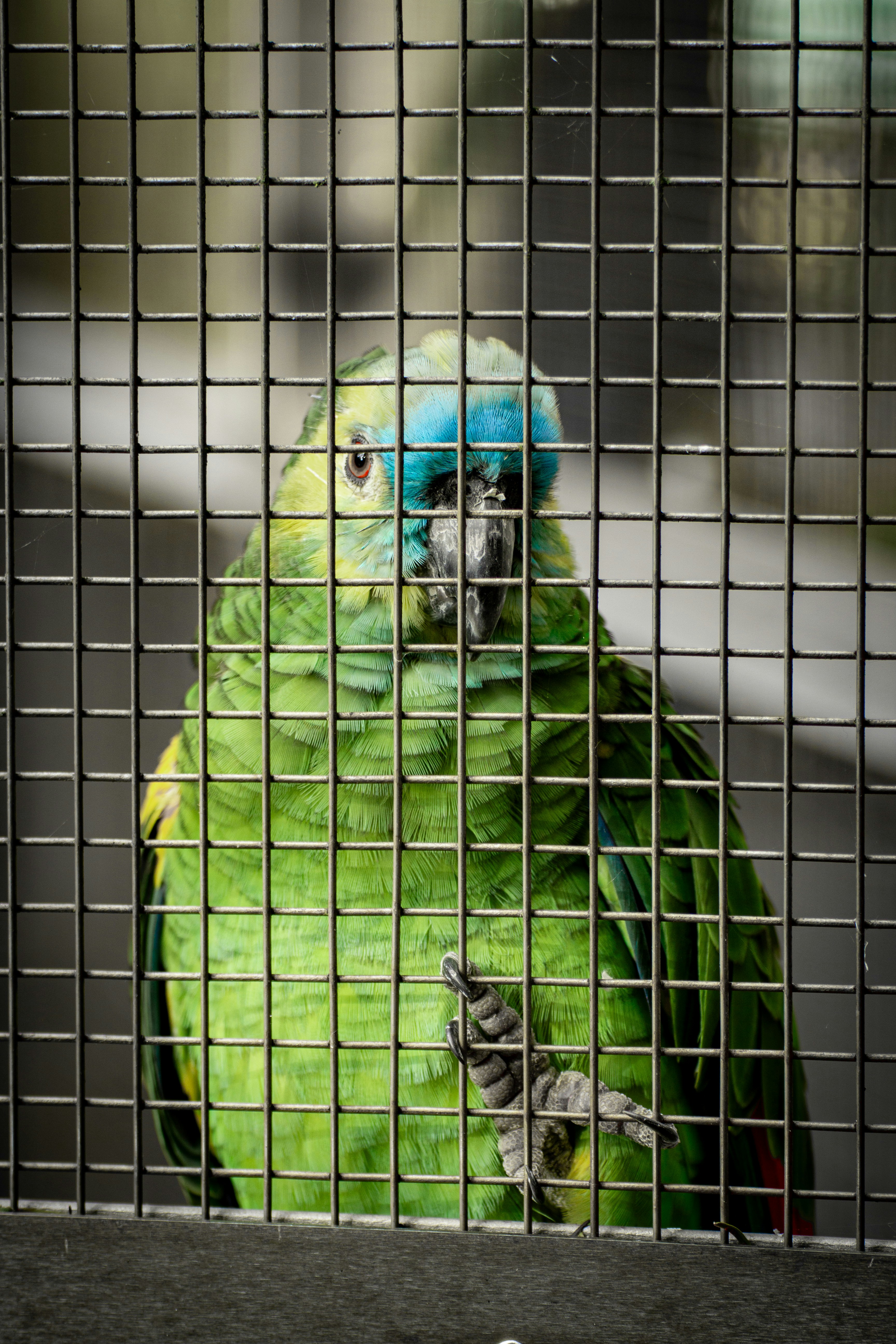 A green parrot with a blue head behind bars