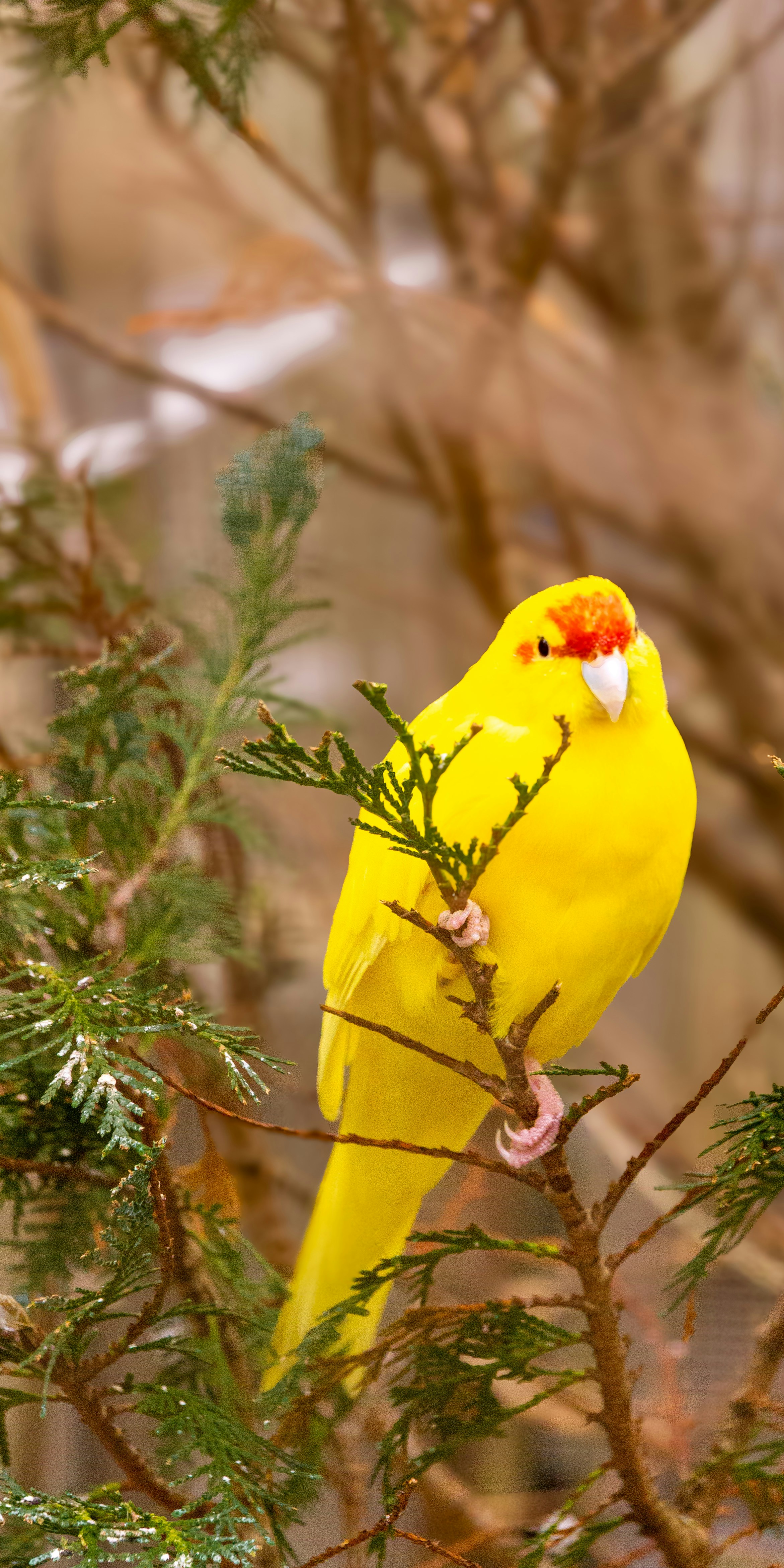 Bright yellow bird with red markings perched on a branch.