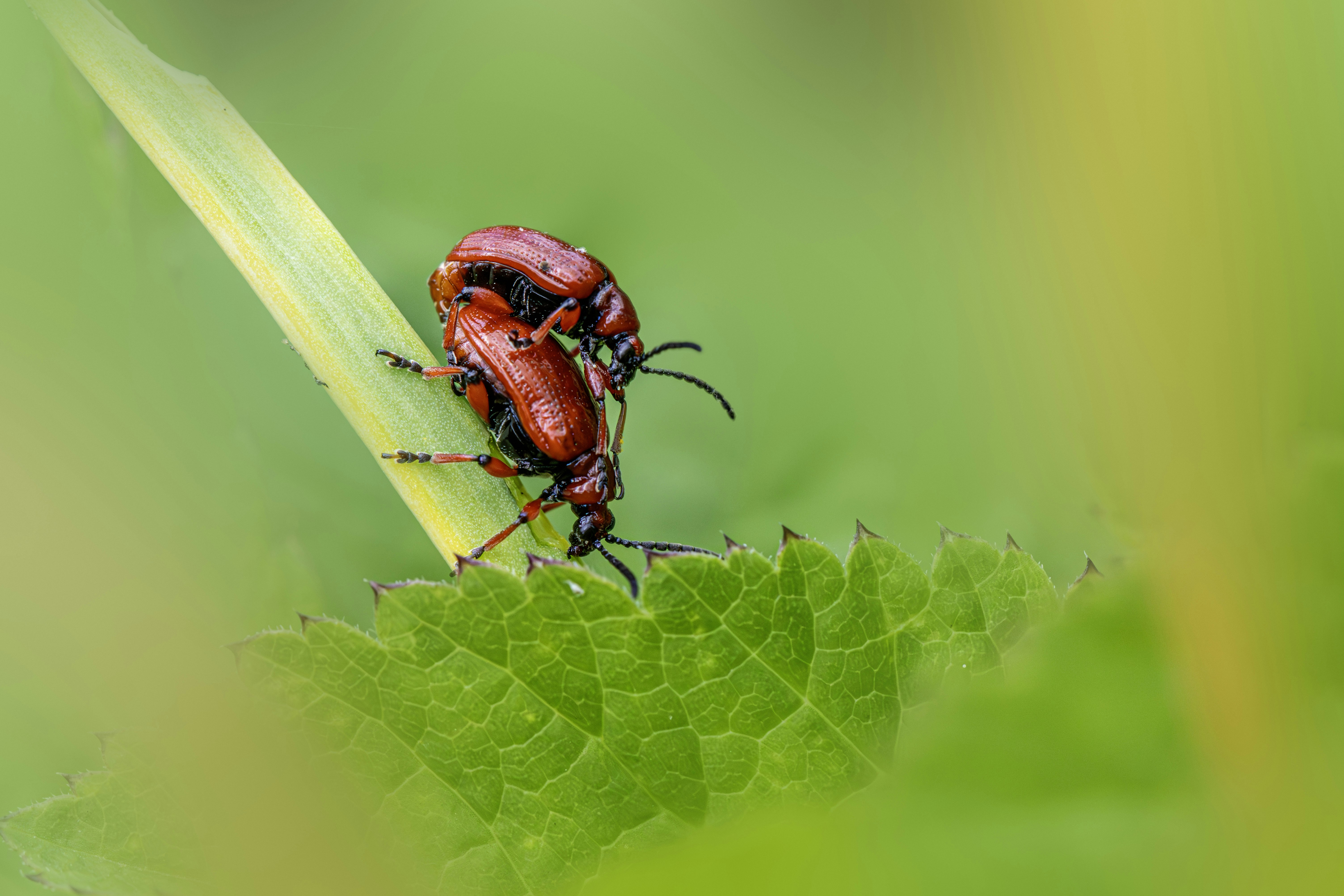 Photo by erik_karits