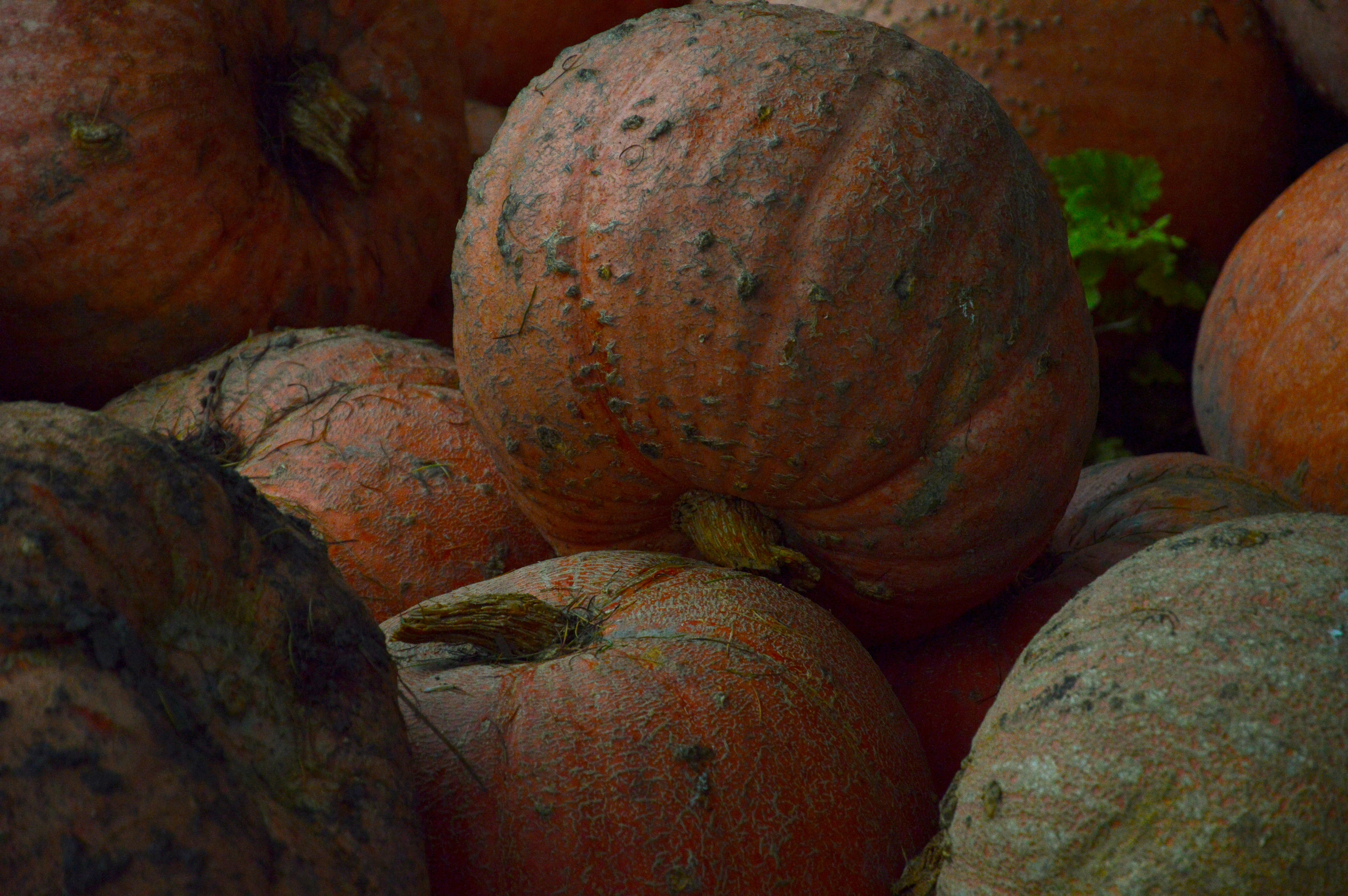 Uma pilha de abóboras laranja de pele áspera