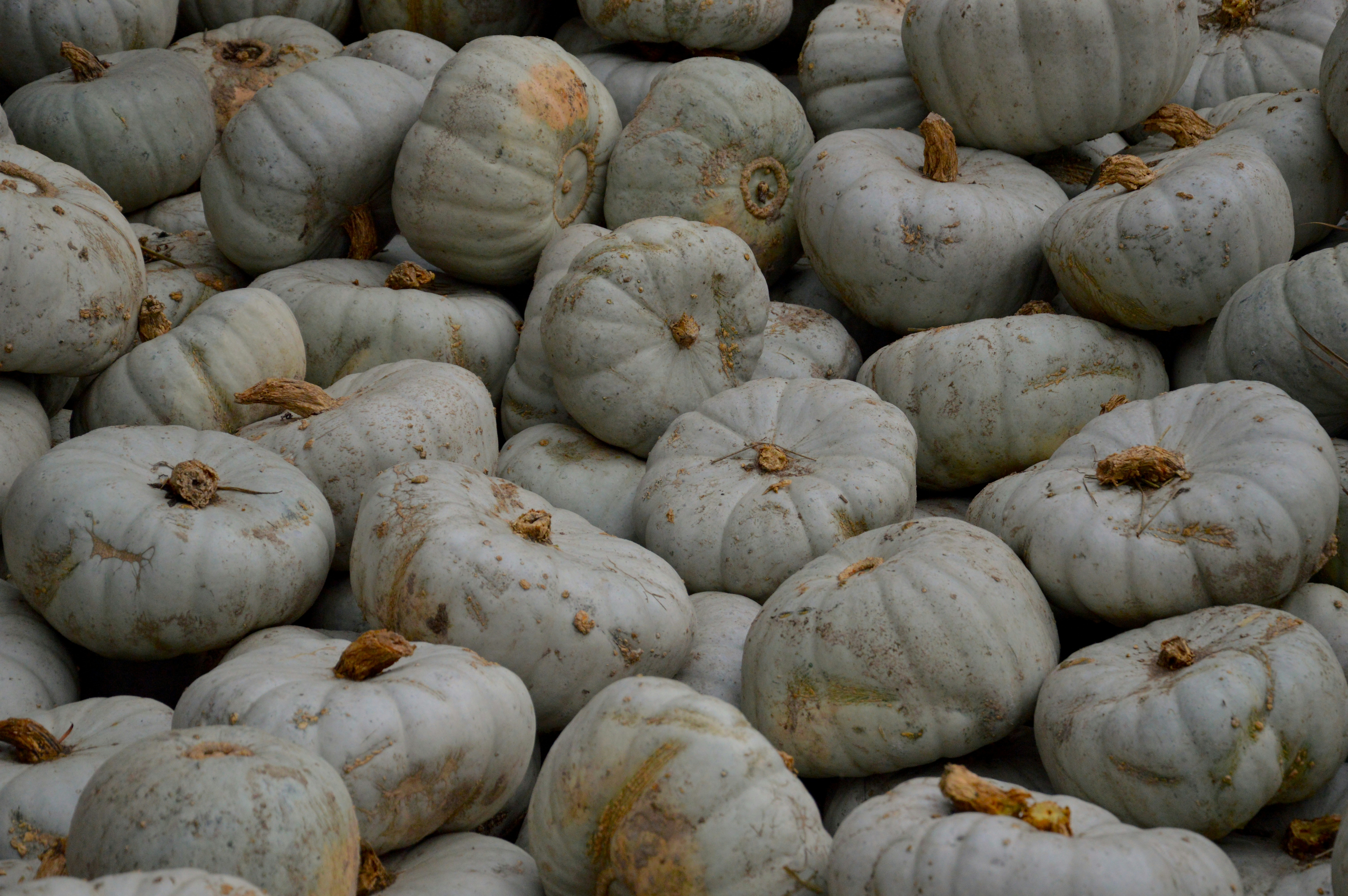A pile of small, pale pumpkins