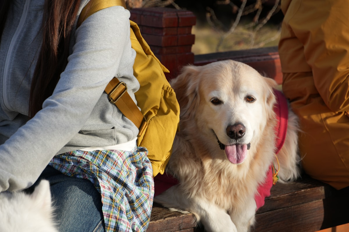 Golden retriever wearing outdoor vest during spring hike