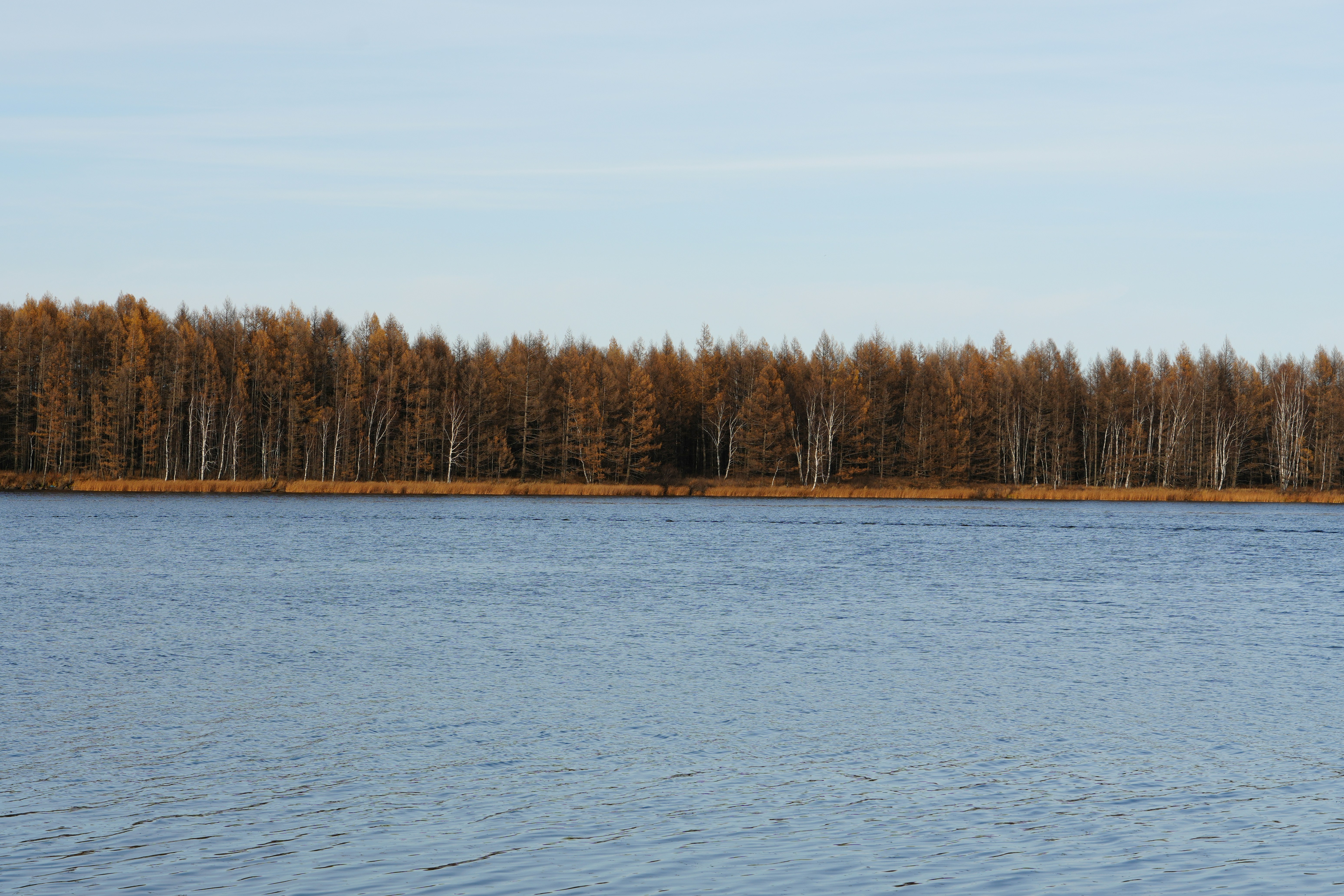 Calm lake with trees on the horizon
