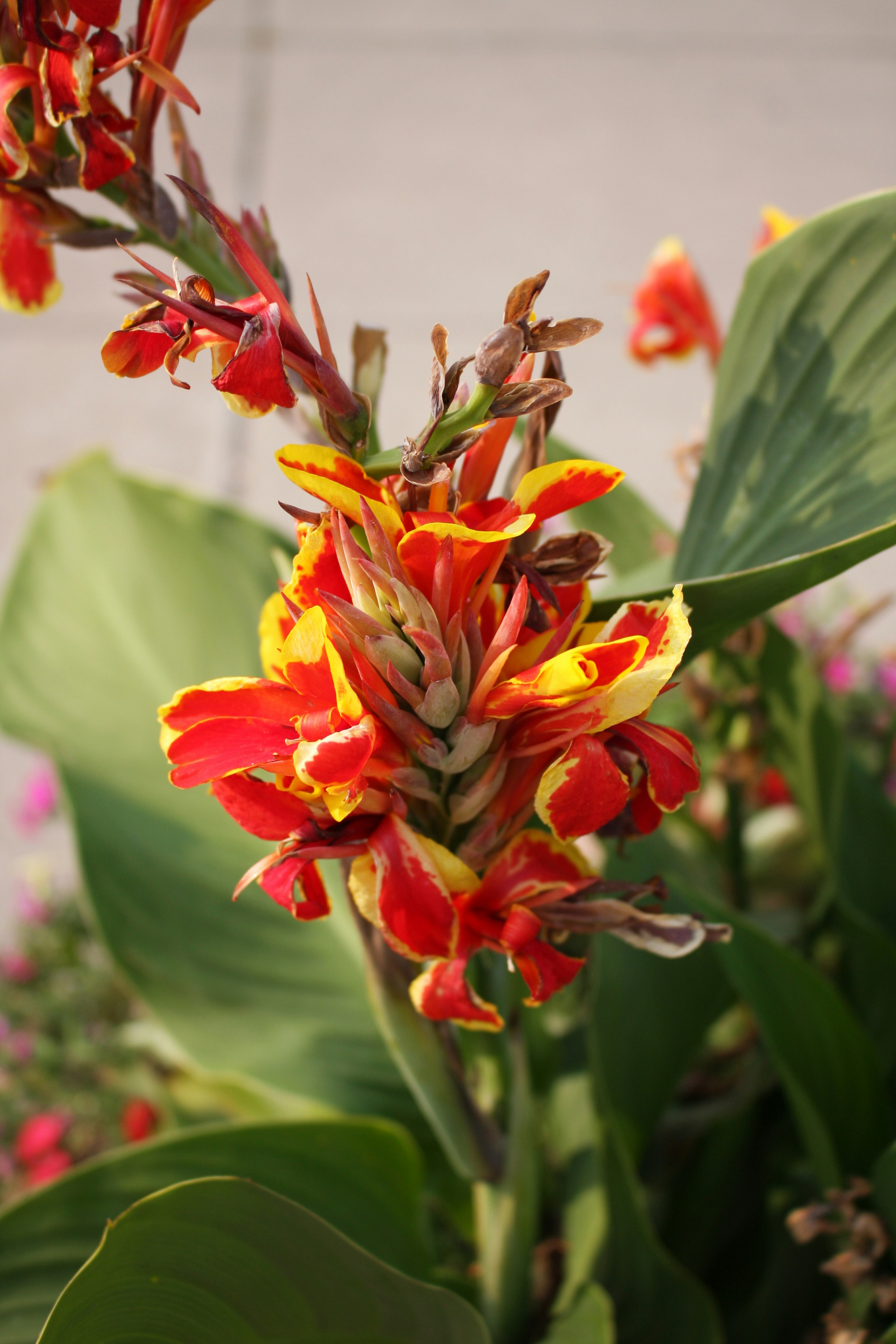 Photo by abhinavgorantla