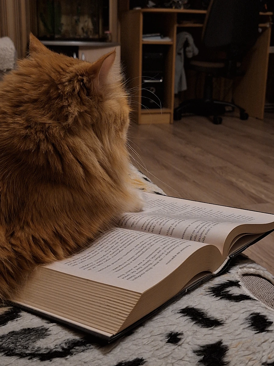 Chat de Catmosphère