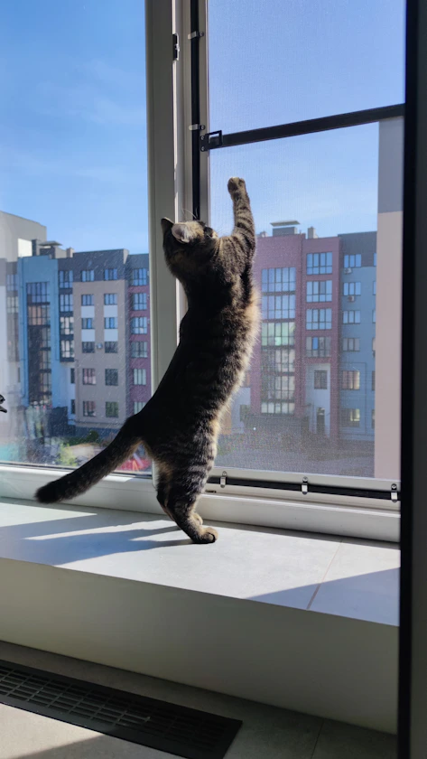 Tabby cat standing on windowsill reaching for window