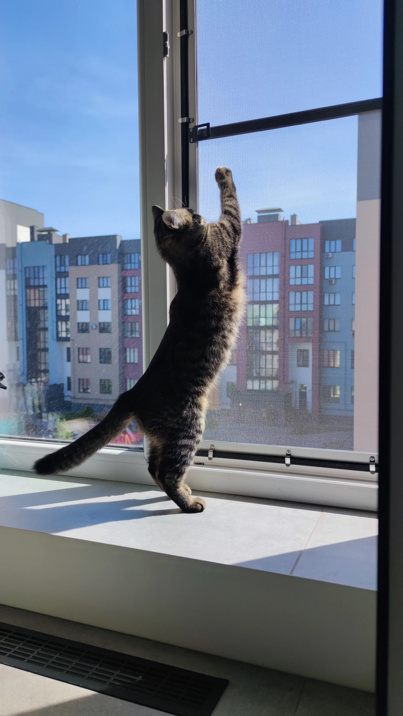 猫可賃貸の探し方の記事「猫可物件が少ない理由」のアイキャッチ画像