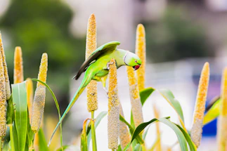 A green parrot perched on a stalk of grain.