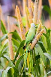 A green parrot perched on a millet stalk