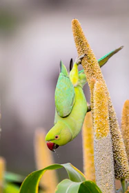 A green parrot eats from a tall yellow plant.