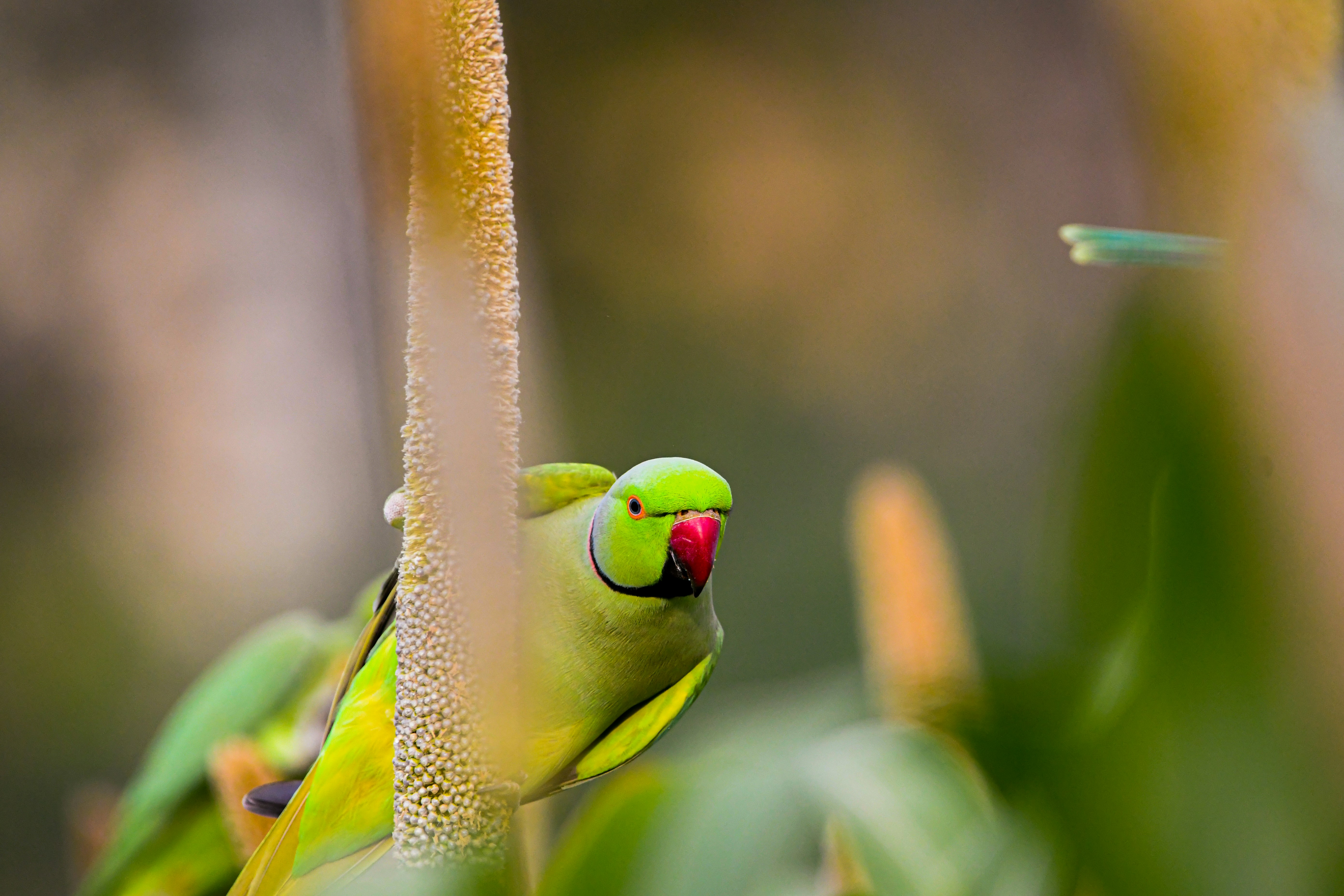 A green parrot with a red beak on a plant.