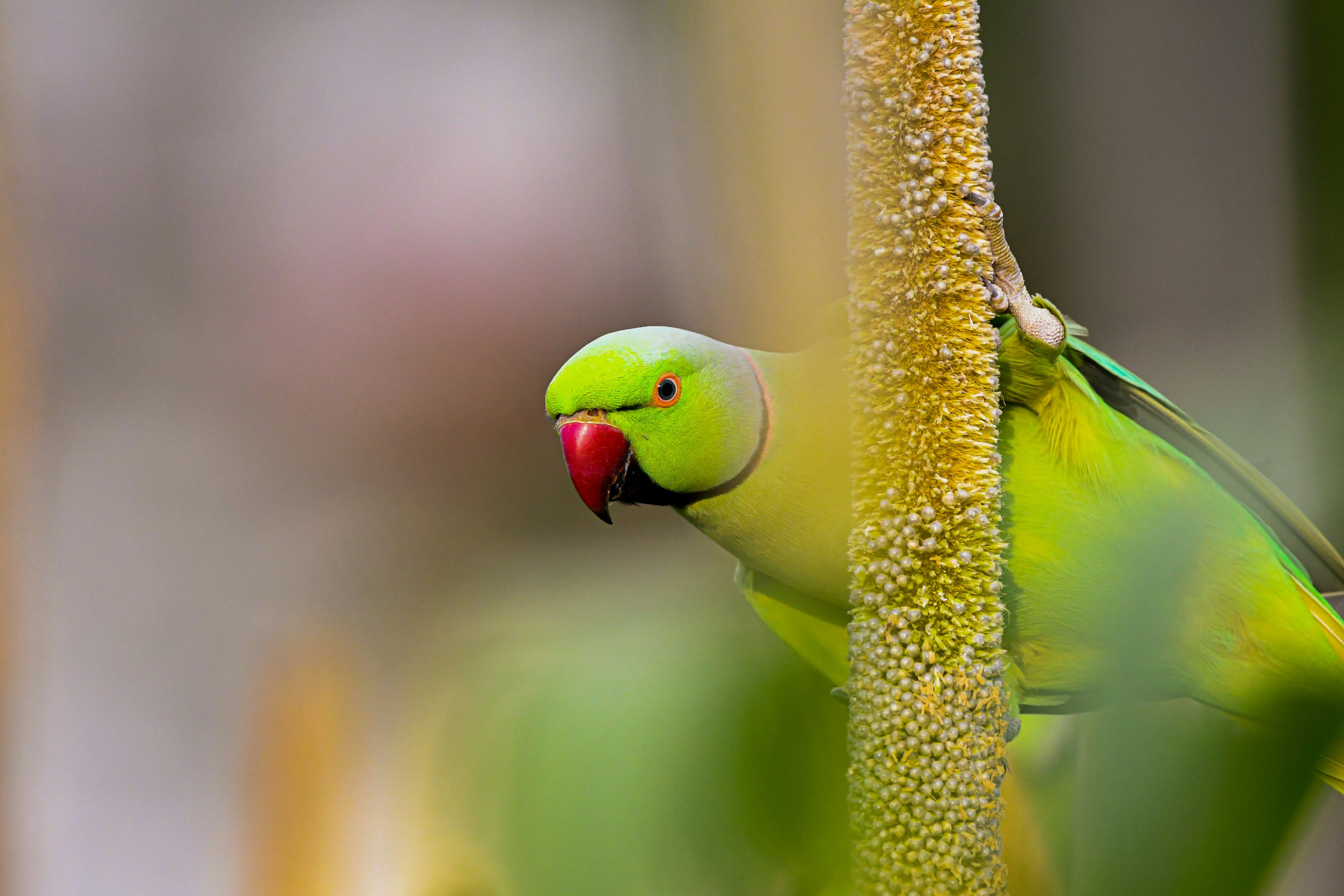 A bright green parrot with a red beak.