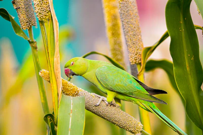 A green parrot eats seeds from a plant.