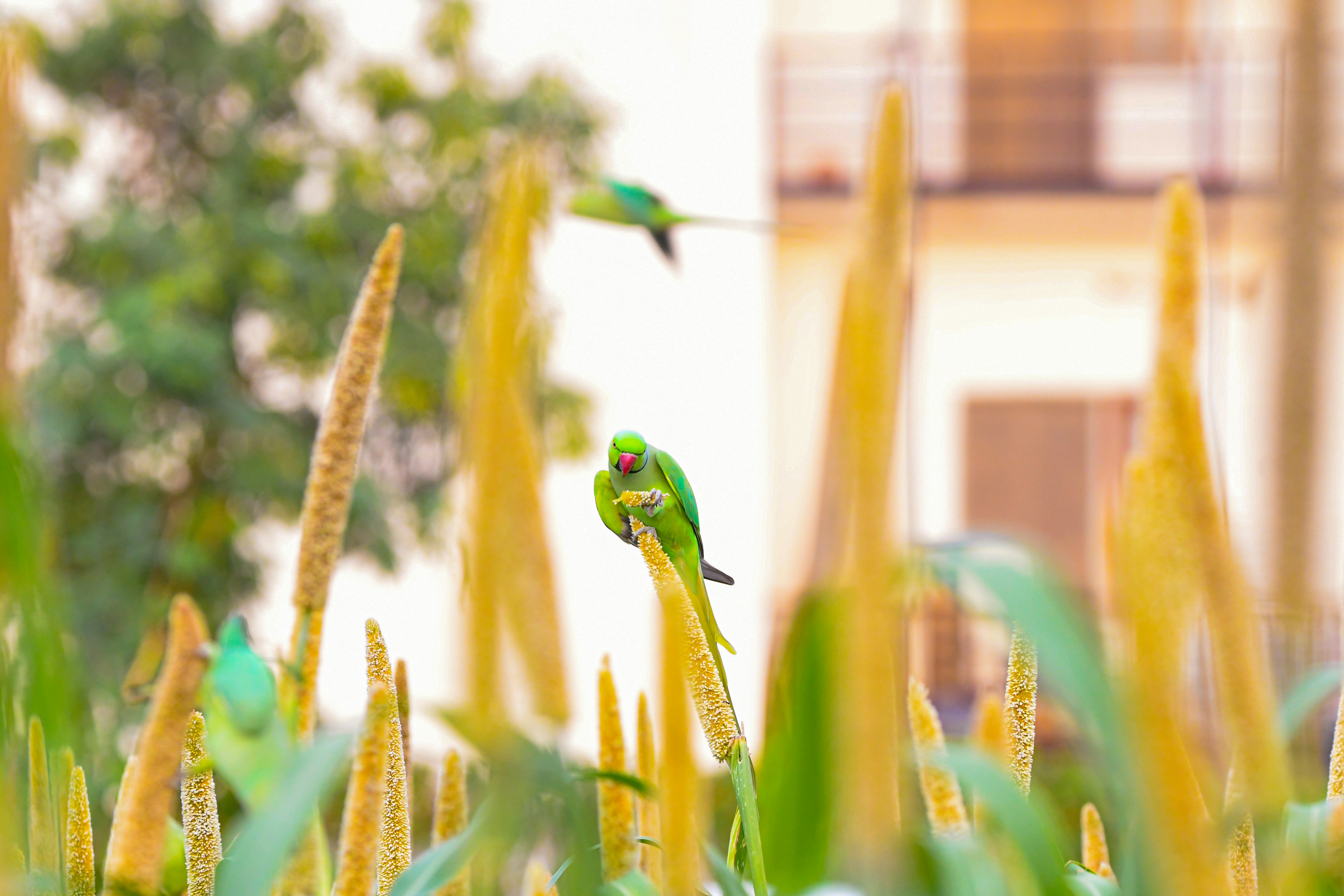Best Parrot Food in USA for Healthy Feathers: 2026 Guide