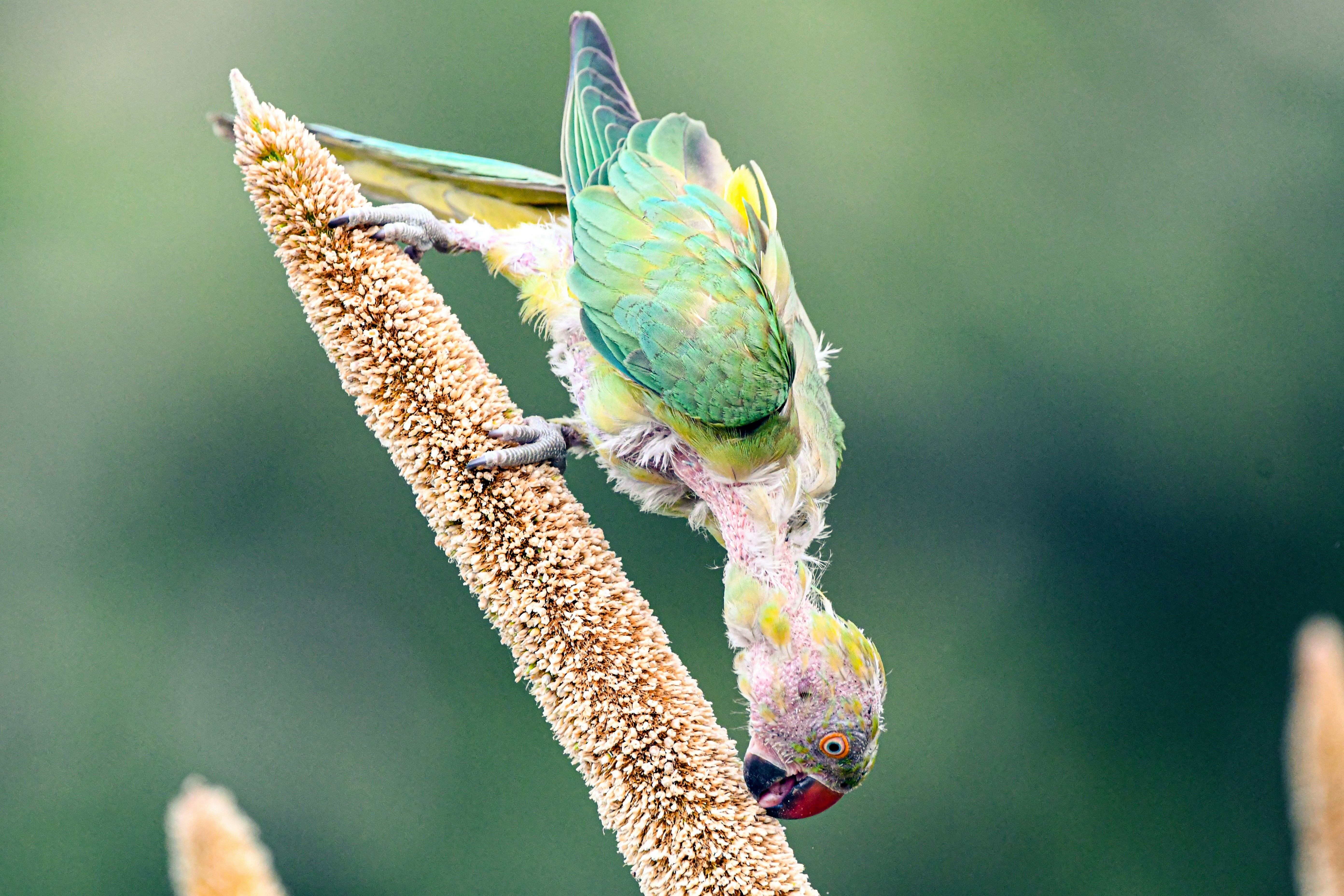 Finding Semaglutide-Based Weight Loss Care Around East Lynne, MO