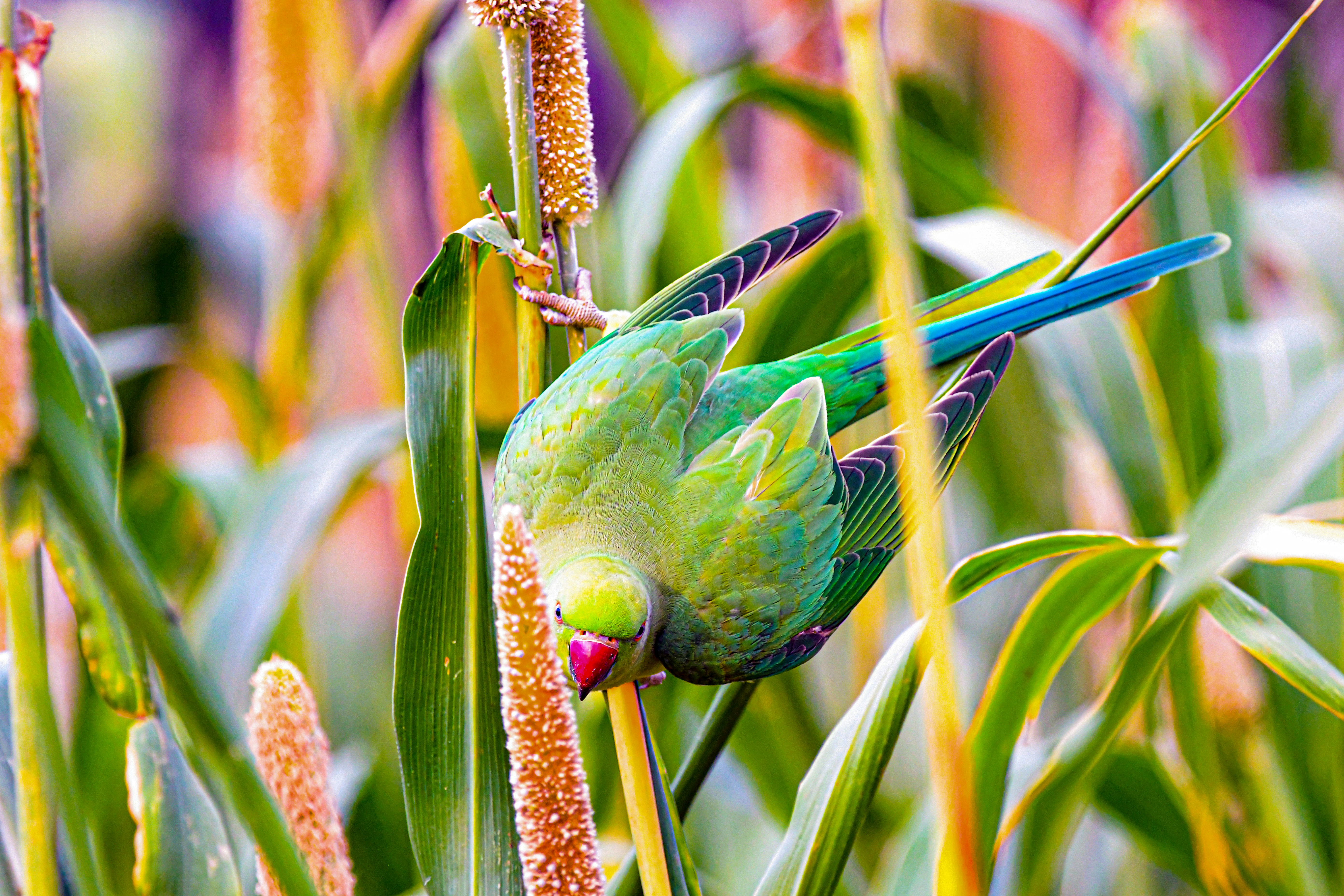 Best Parrot Food in USA for Healthy Feathers: 2026 Guide