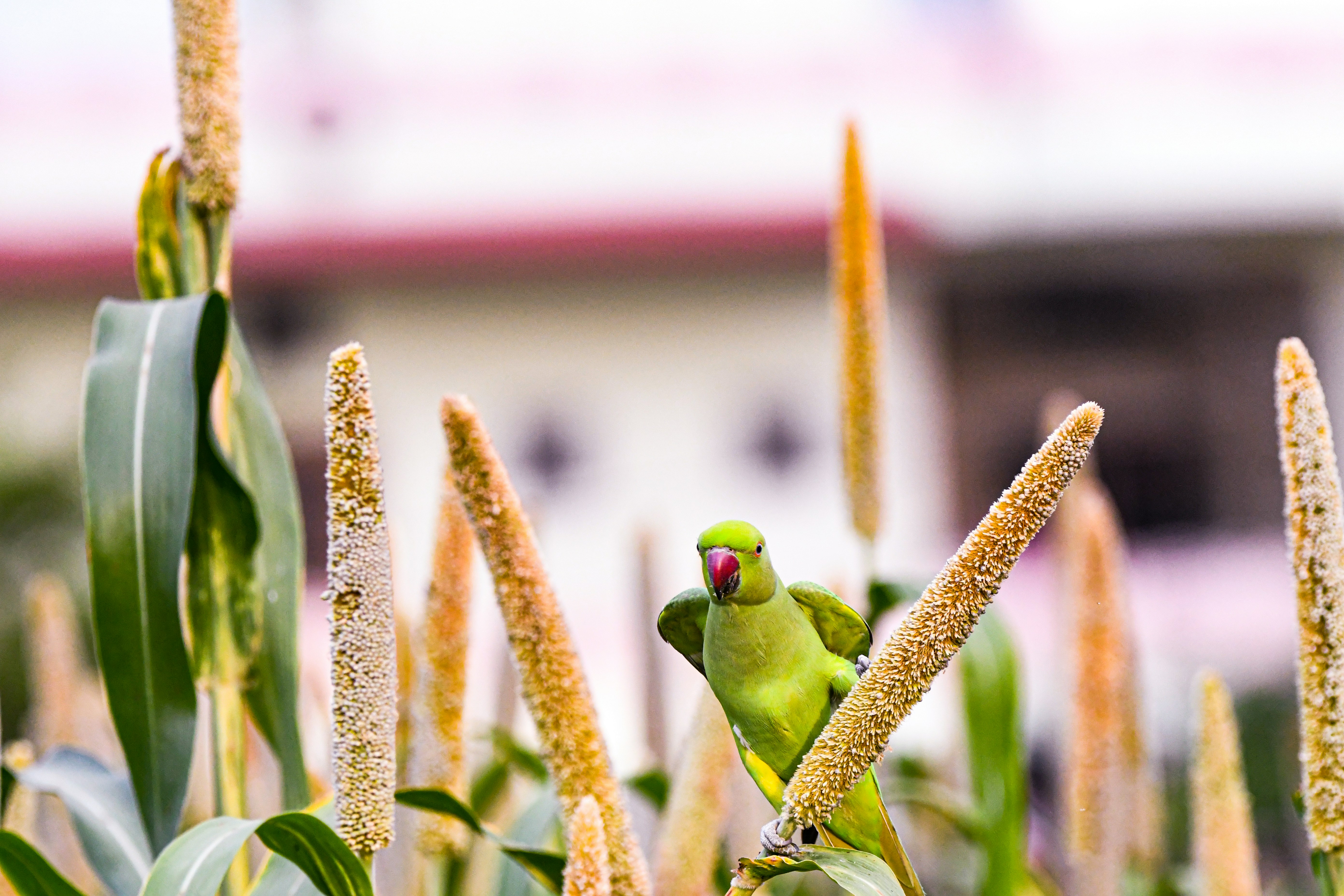 Best Parrot Food in USA for Healthy Feathers: 2026 Guide