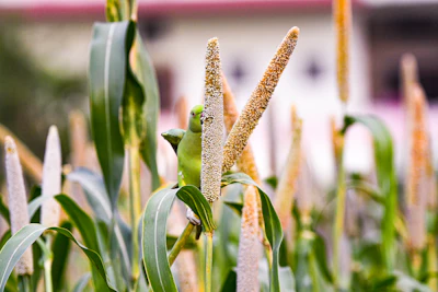 Bajra / Pearl Millet