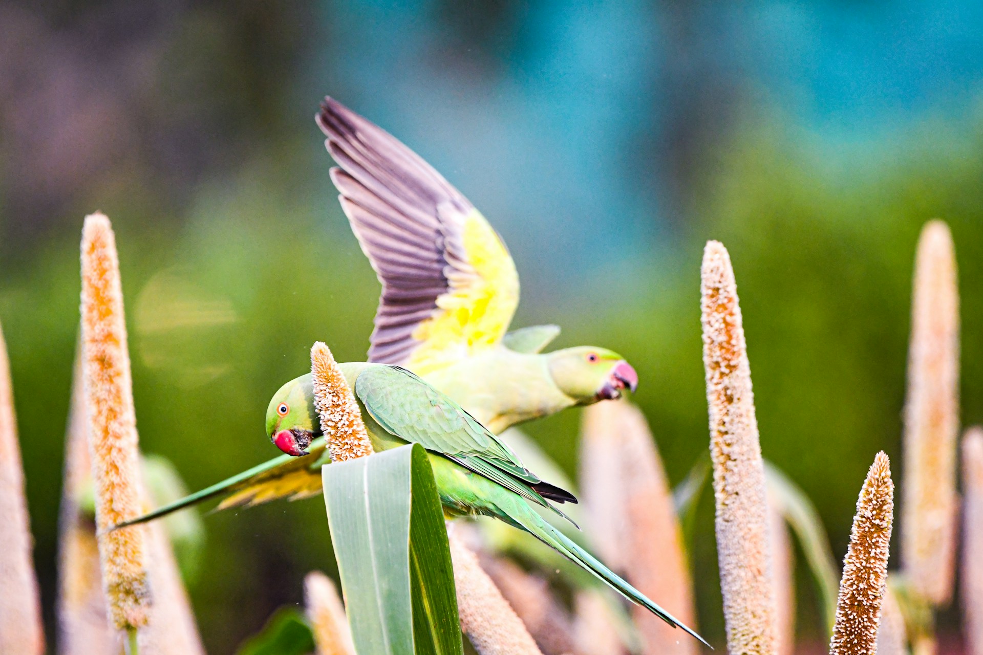 Two green parrots flying amidst tall grasses