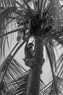 Man climbing a tall palm tree for coconuts