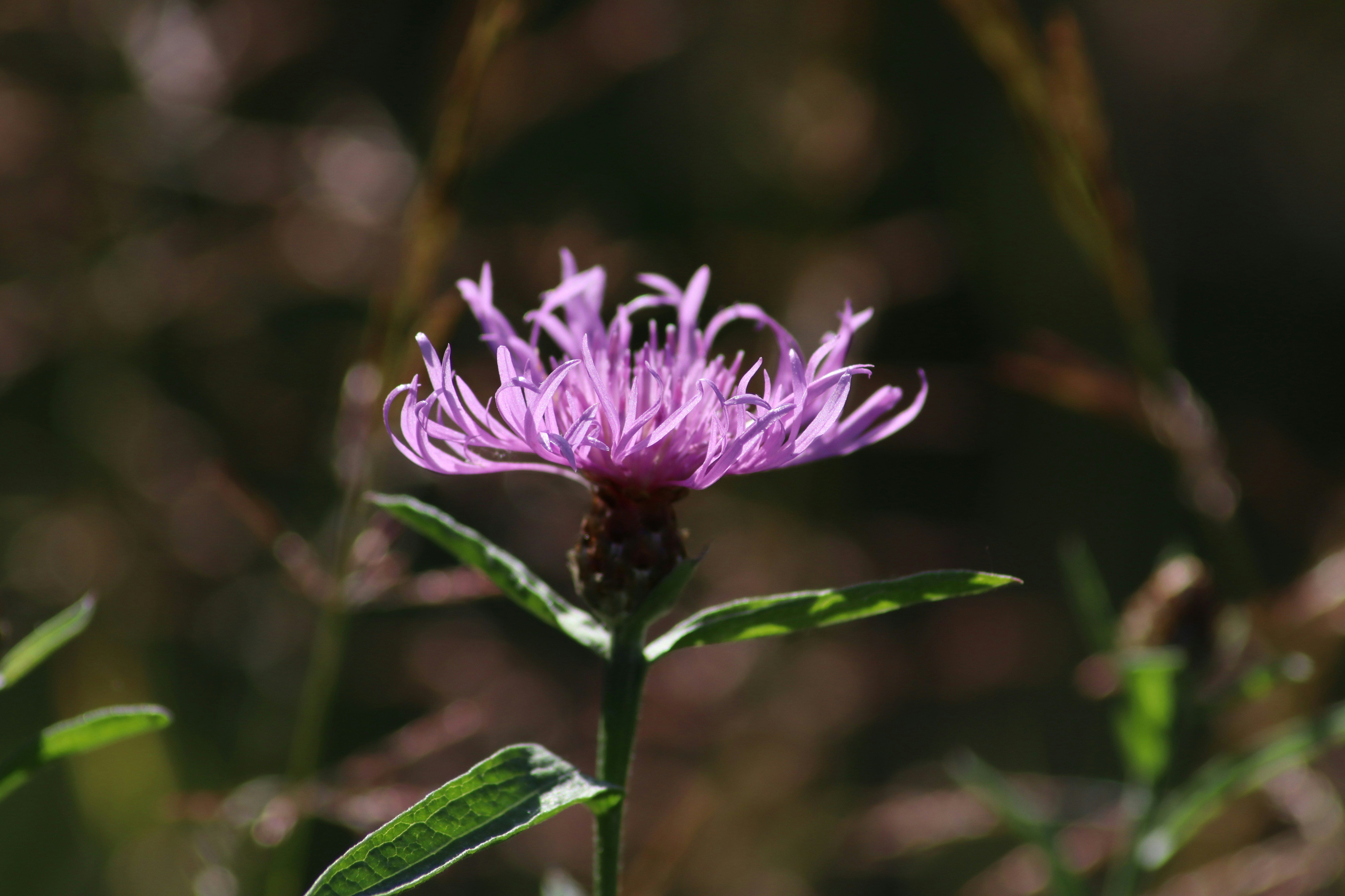 Photo by botanicaldesigner