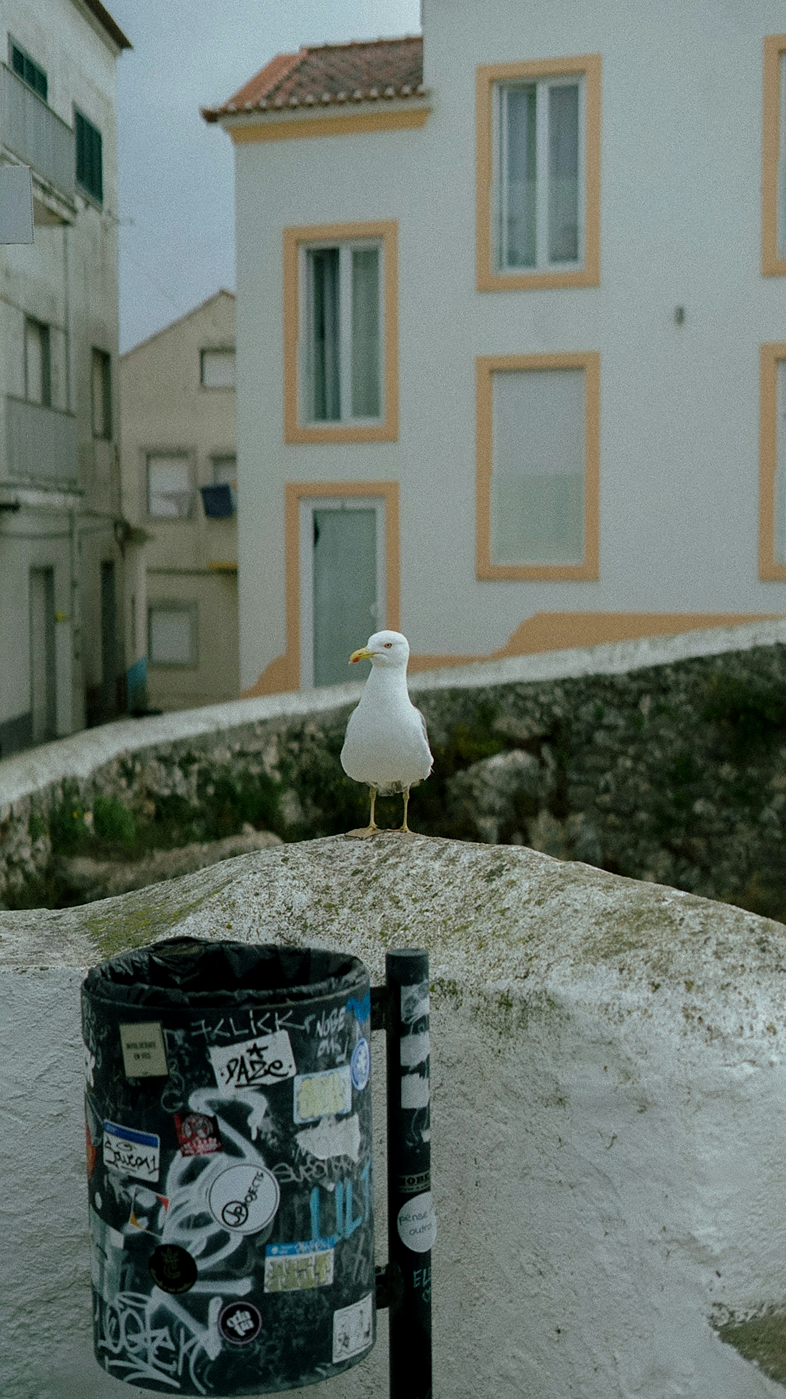 ゴミ箱の近くの壁にカモメが立っています。
