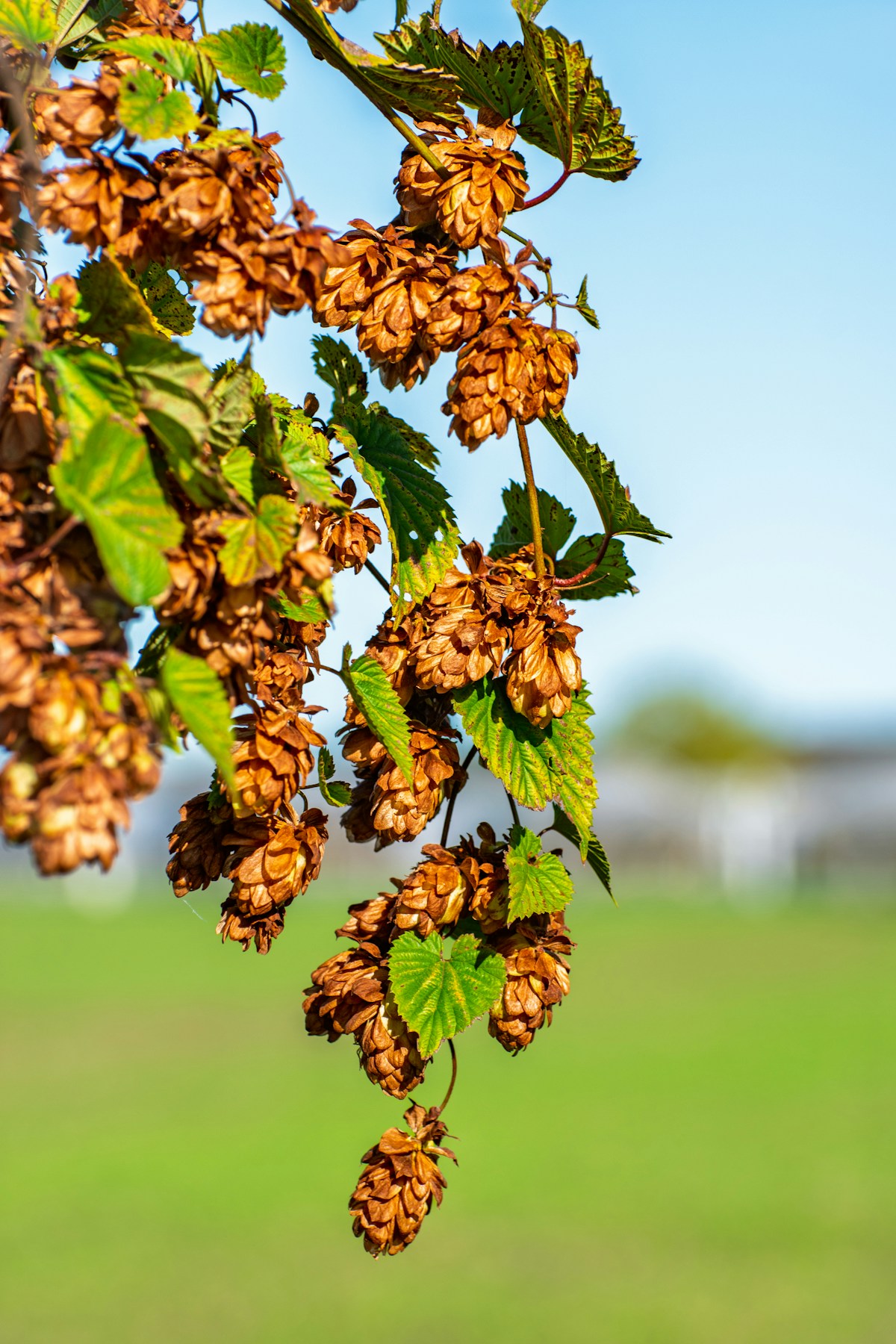 Korean Skincare for Hormonal Acne: A Gentle Approach That Works